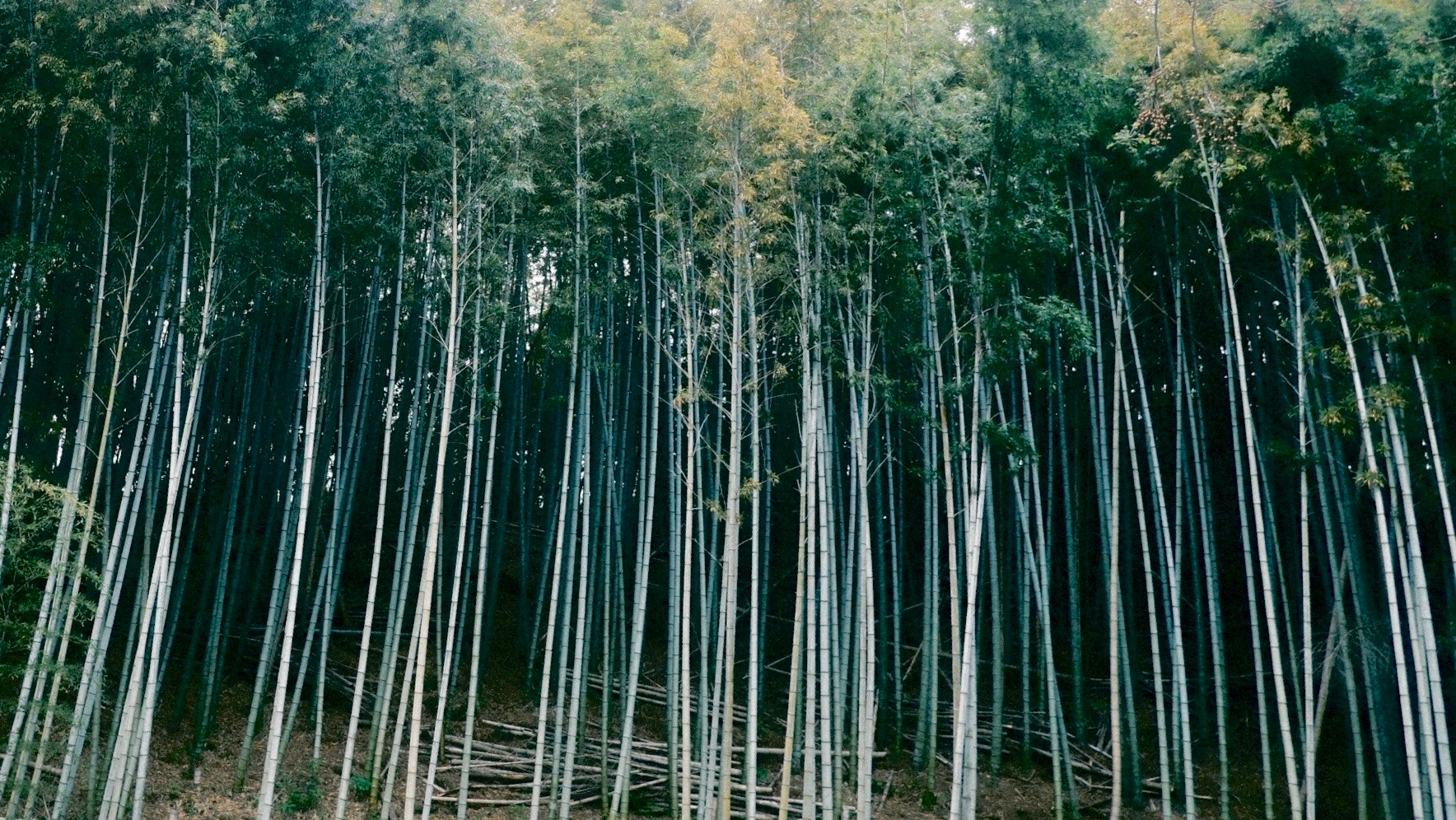 竹林の並ぶ細い幹と奥行きのある森の風景