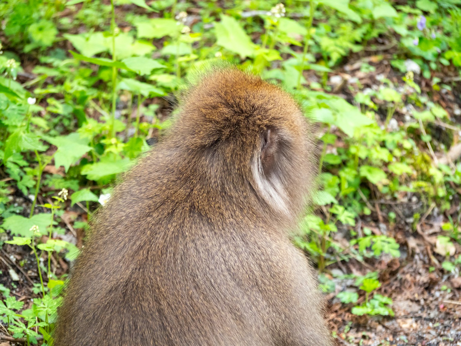Vue arrière d'un singe dans l'herbe verte