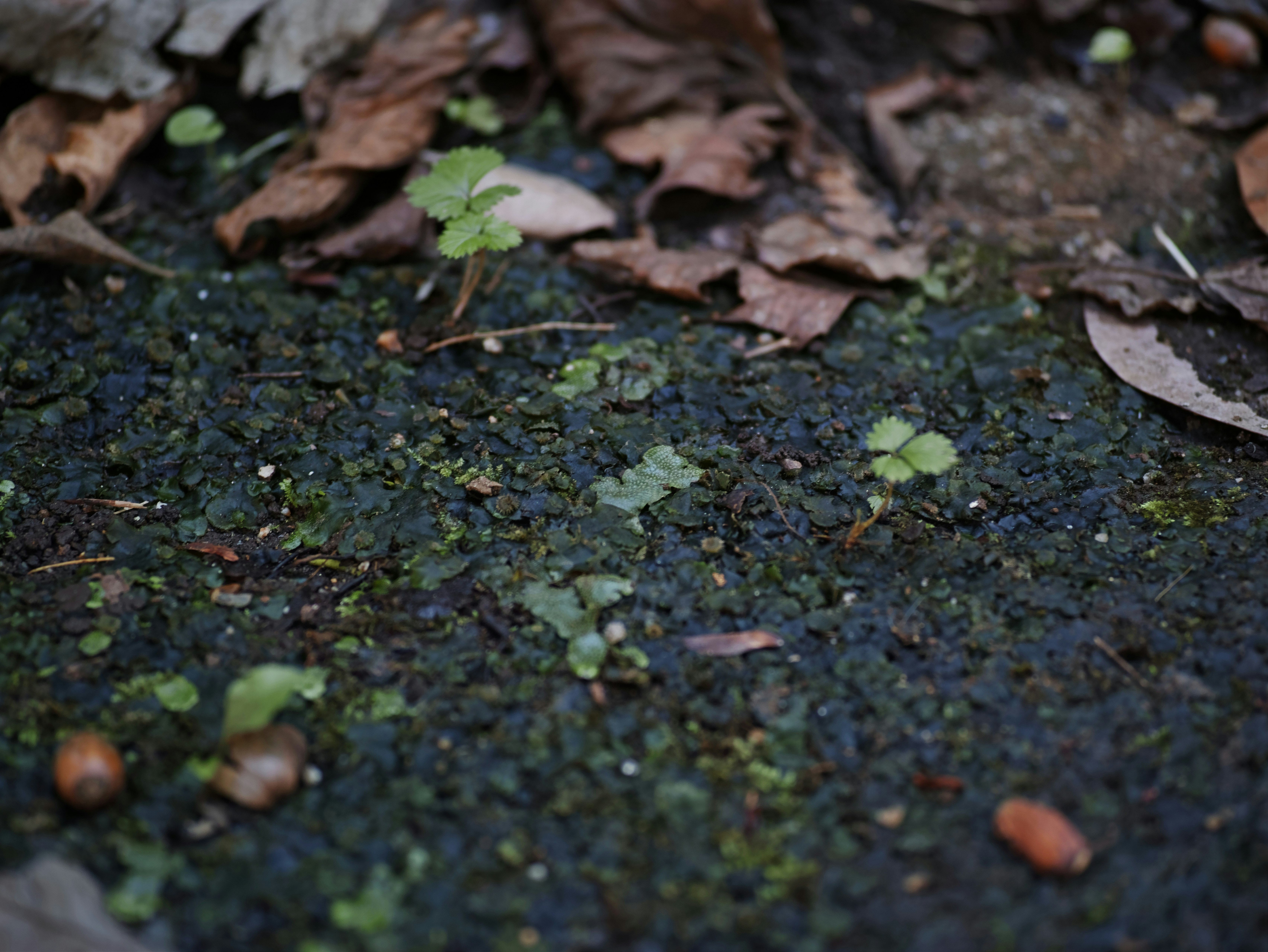 ground covered with fallen leaves and small sprouts