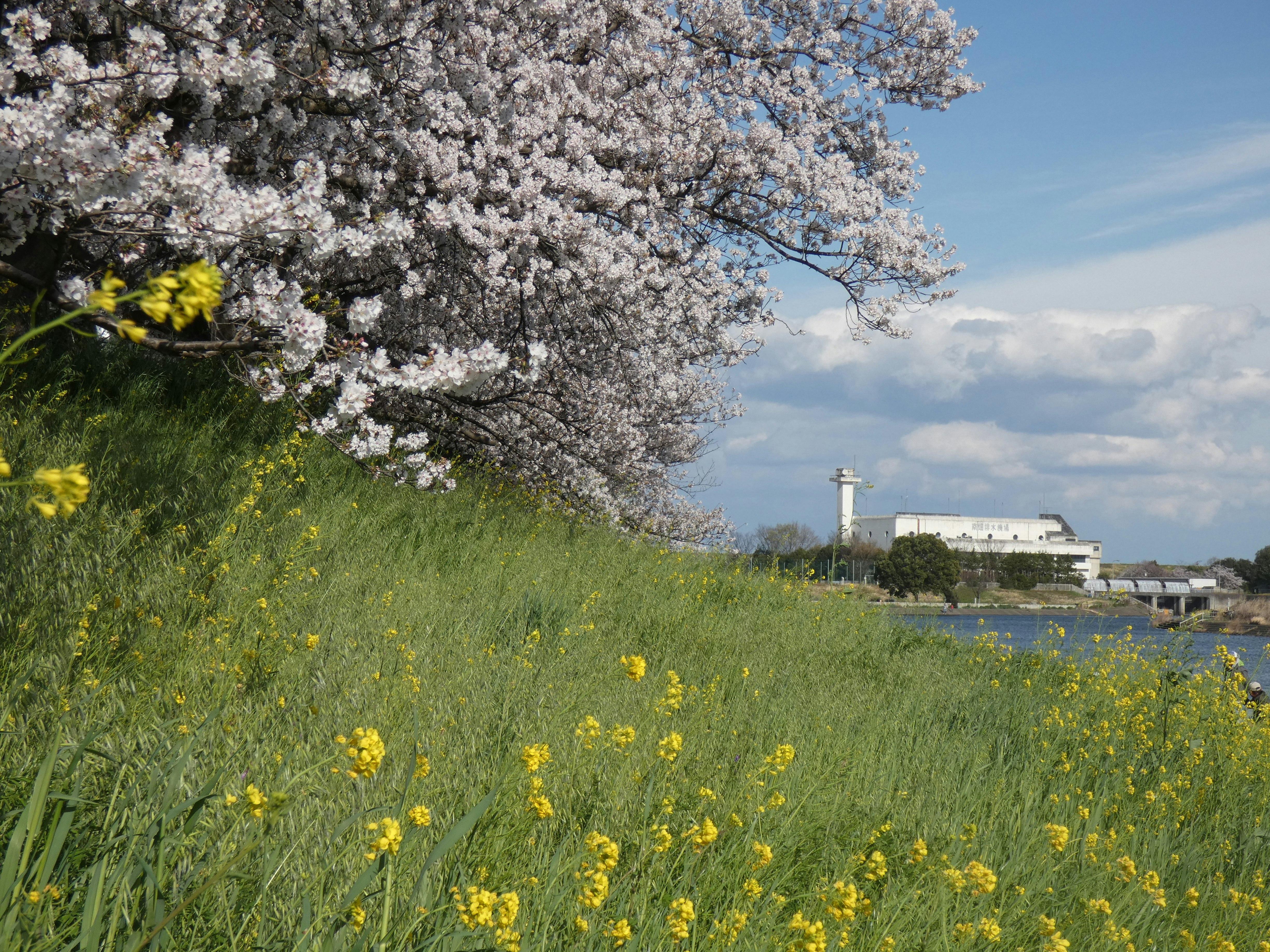 Wiese mit Senfblüten und Kirschblüten, Fabrikschornsteine in der Ferne