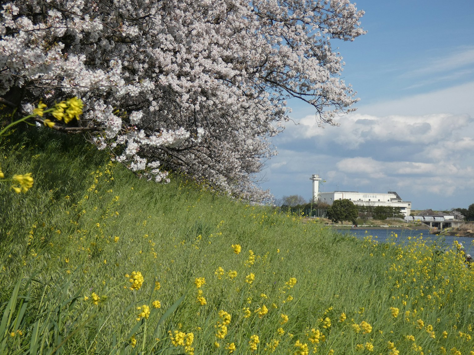 Landscape featuring cherry blossom tree and yellow flowers with blue sky and river in the background