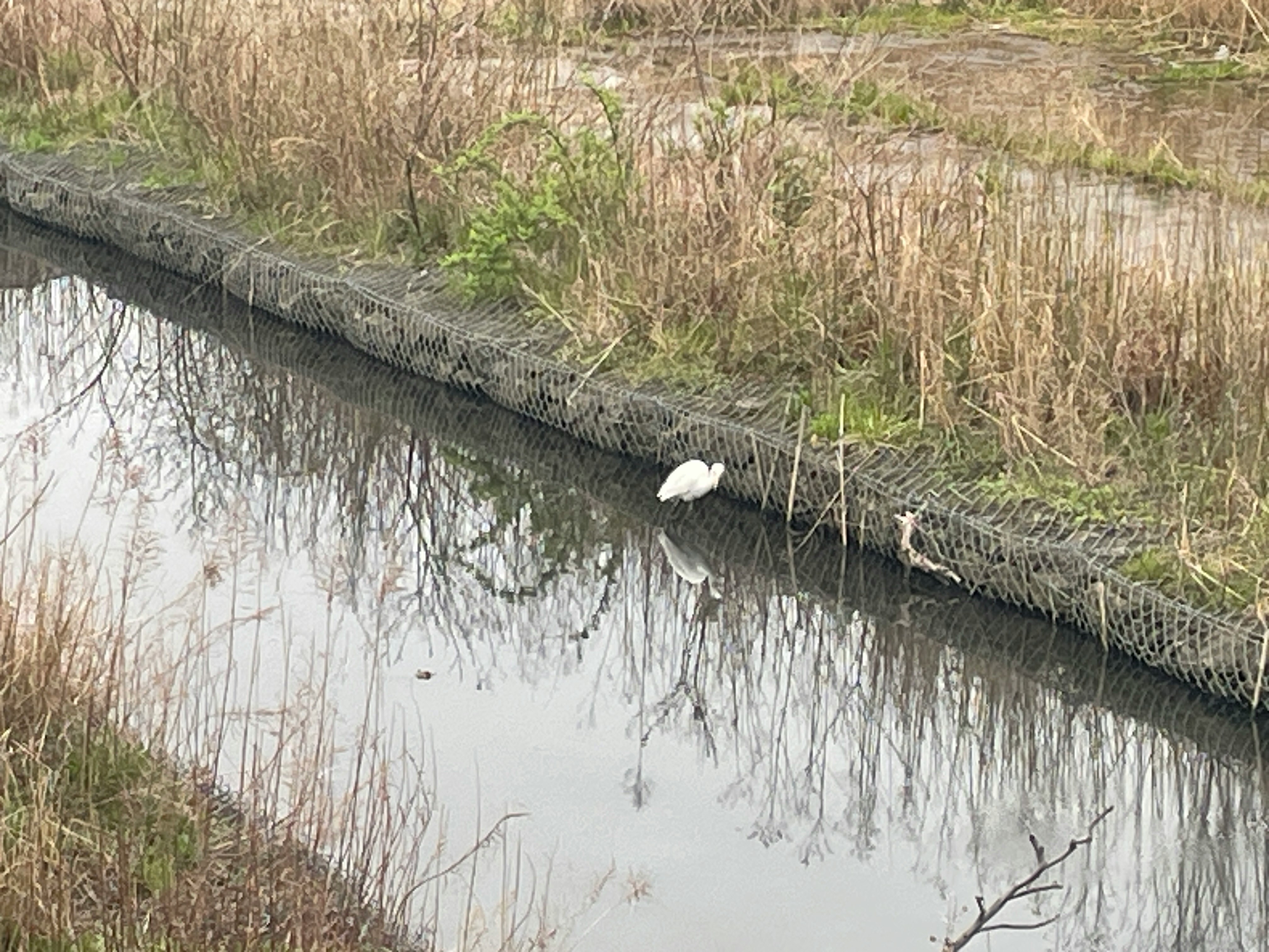 kleiner weißer Schwan am Rand eines Teichs mit Gras und Beton-Uferbefestigung