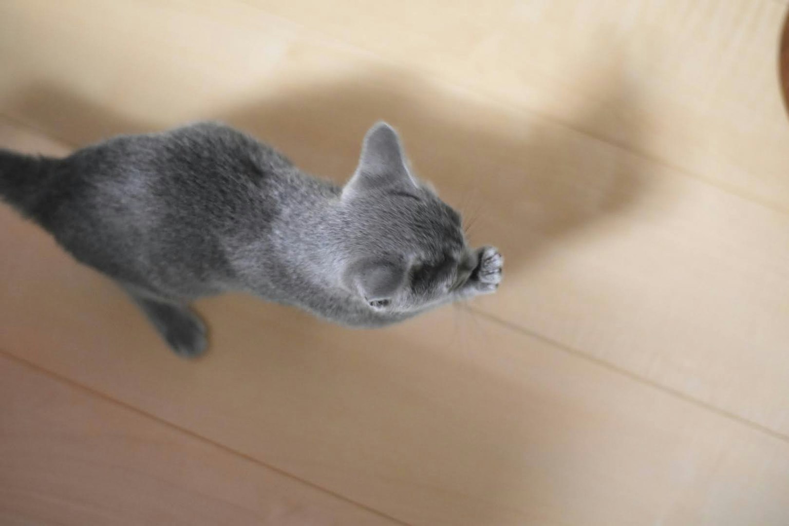 Un chaton gris marchant sur un sol en bois