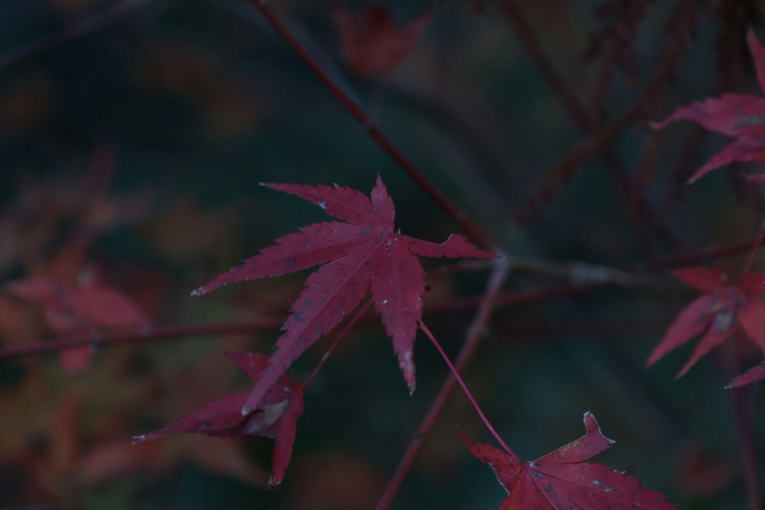 Daun maple merah menonjol di latar belakang gelap