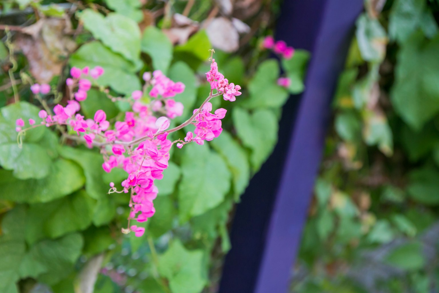 Bunga pink cerah dikelilingi daun hijau