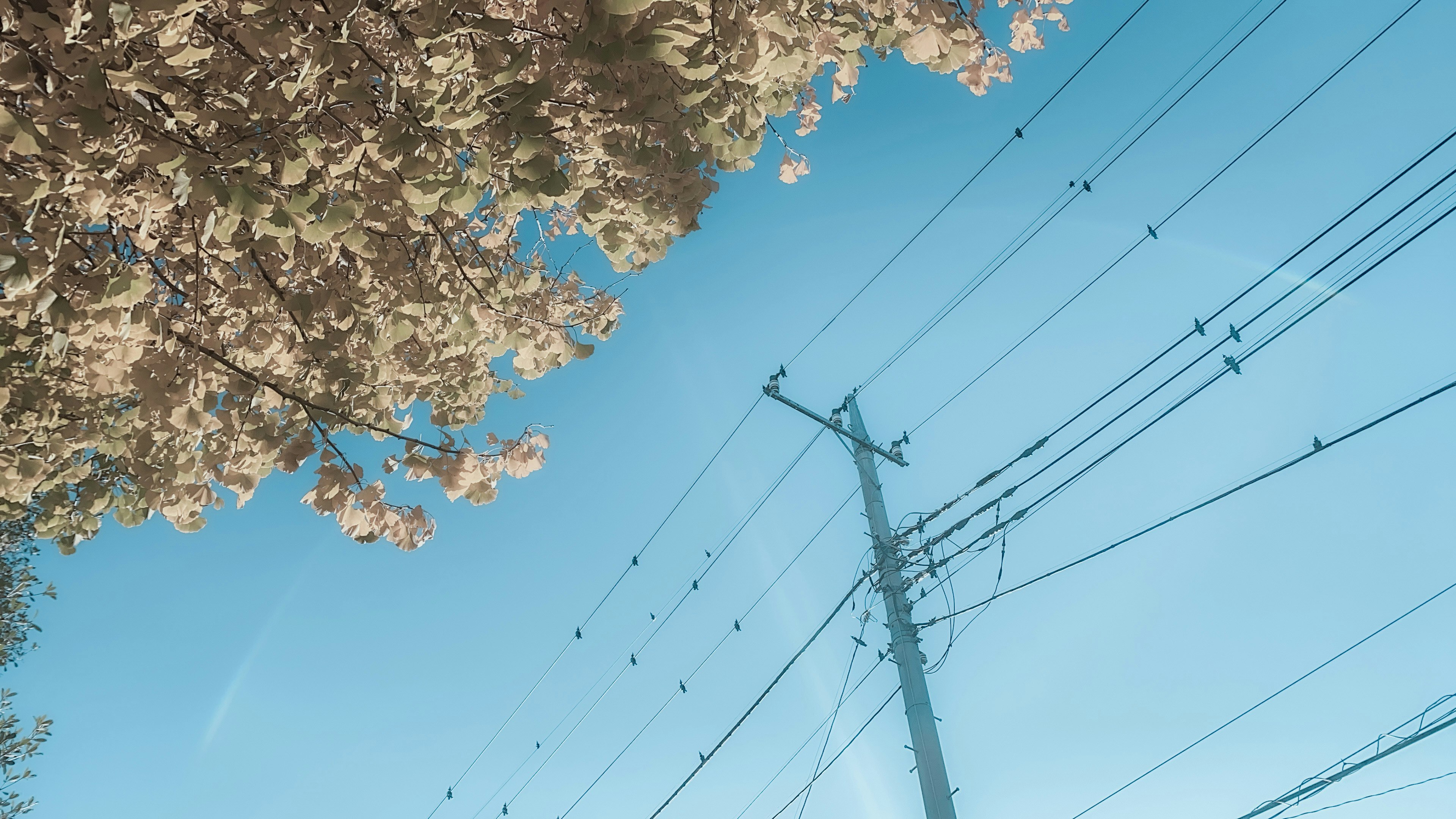 lignes électriques et poteaux contre un ciel bleu