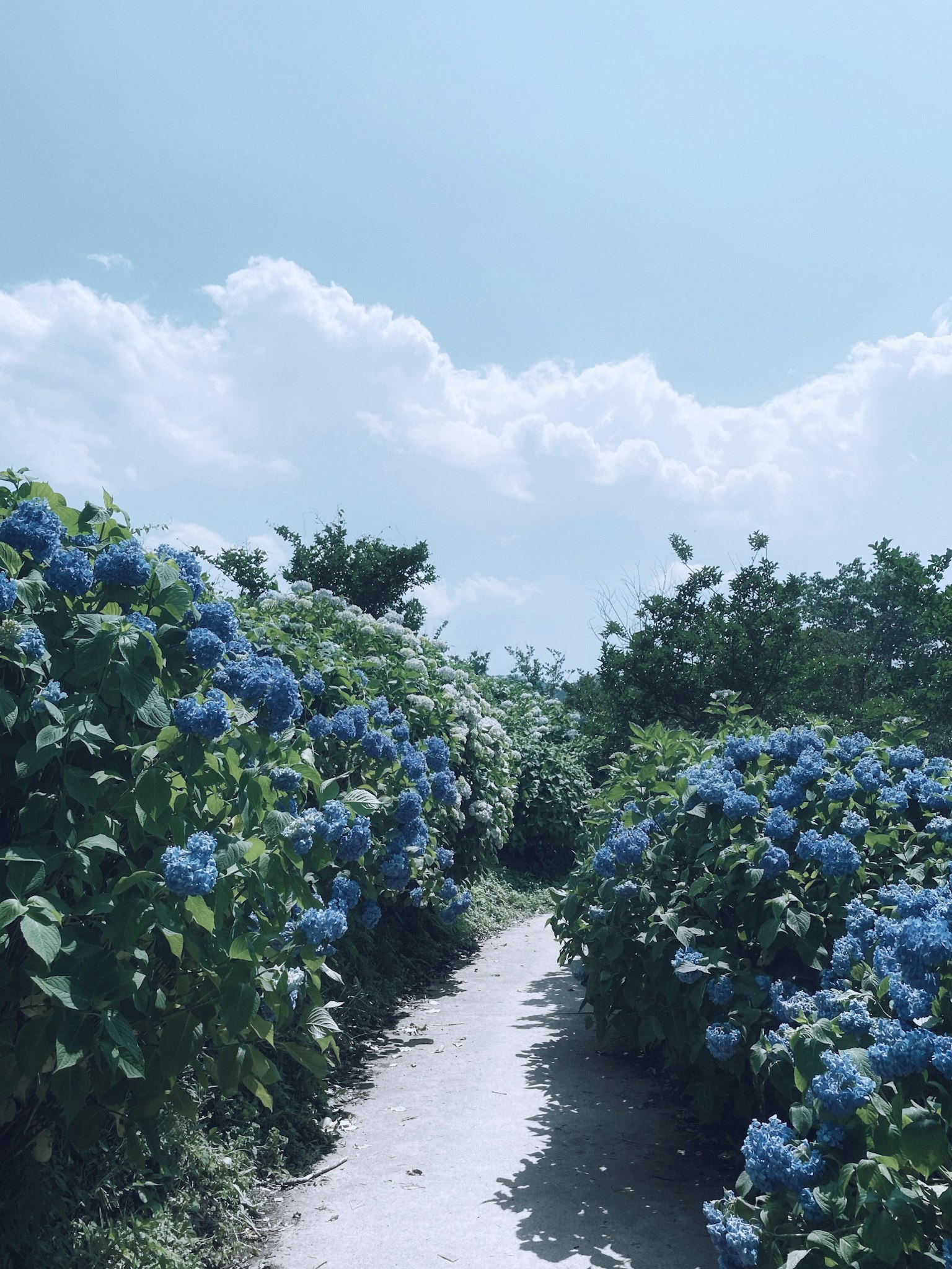 Pathway surrounded by blue flowers under a clear sky