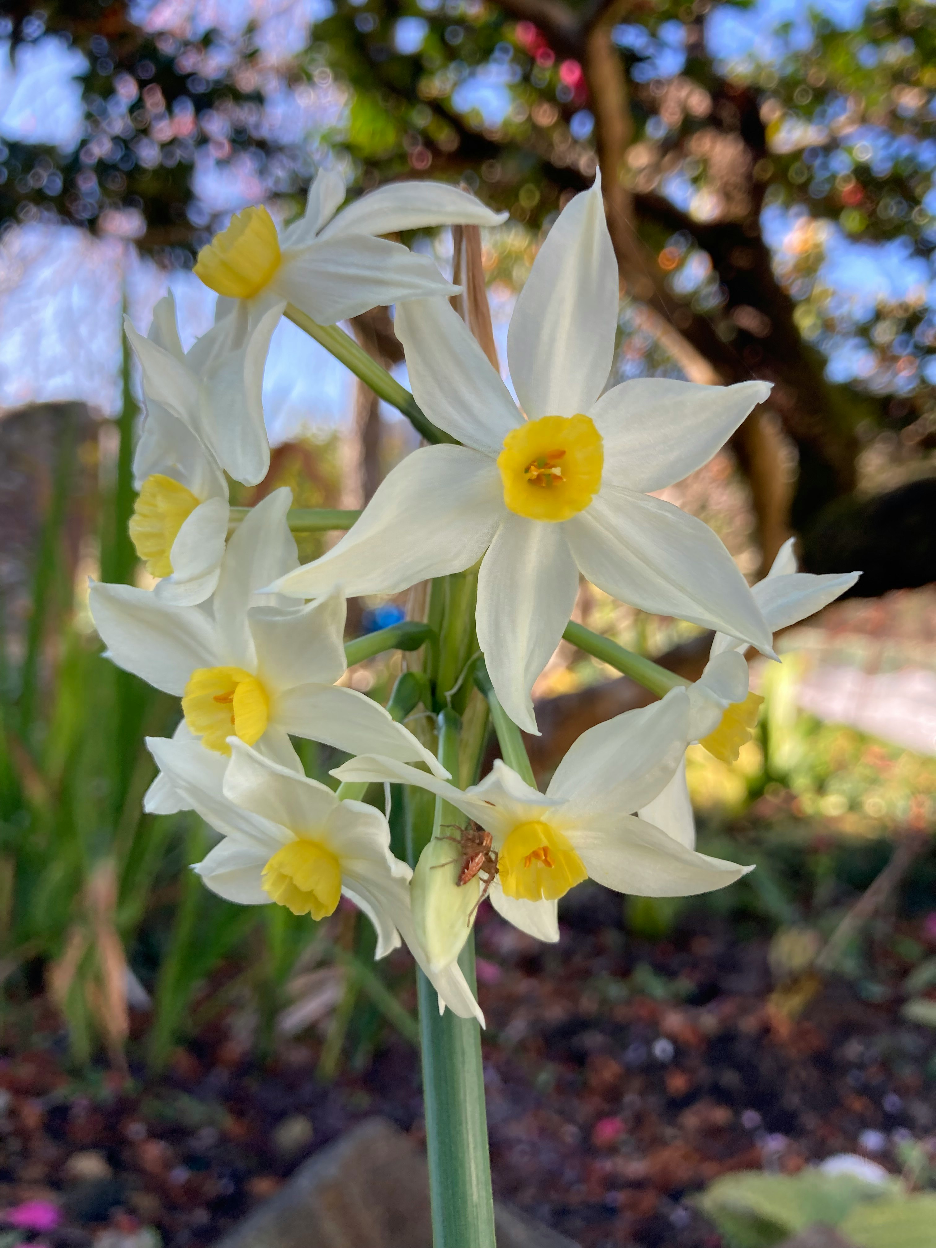 jonquilles en fleurs dans un parterre de printemps