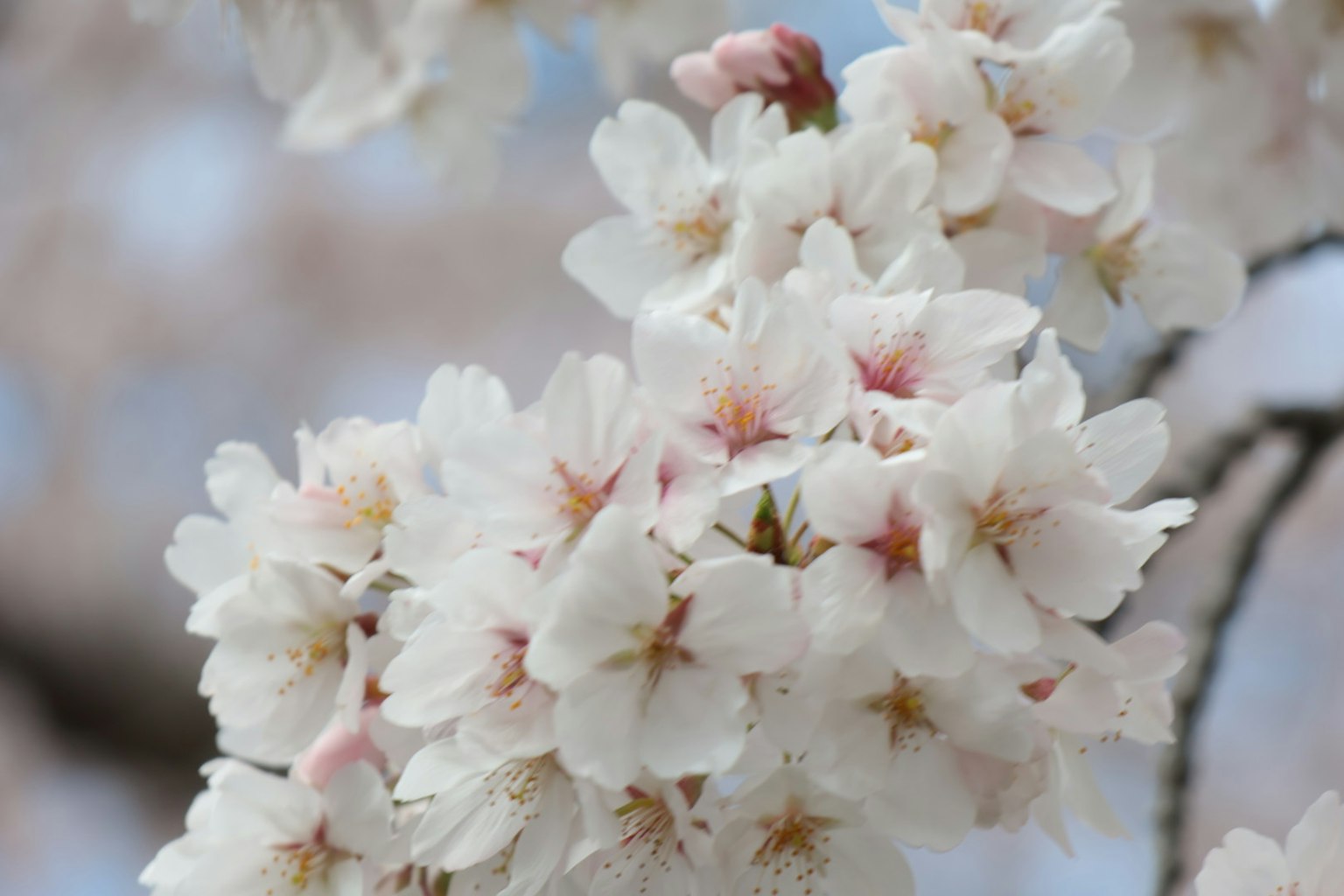 Primo piano di fiori di ciliegio su un ramo