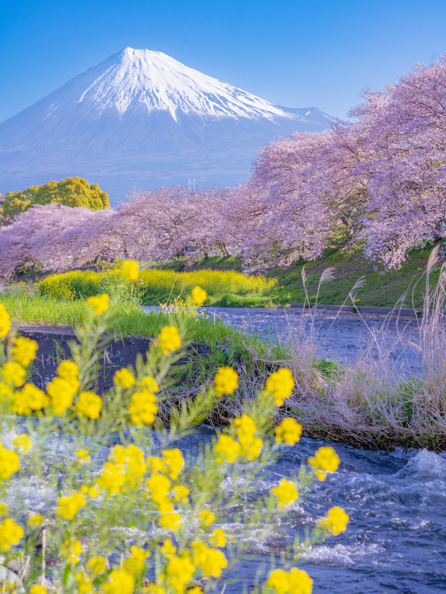 风景画，富士山，樱花和黄色花朵