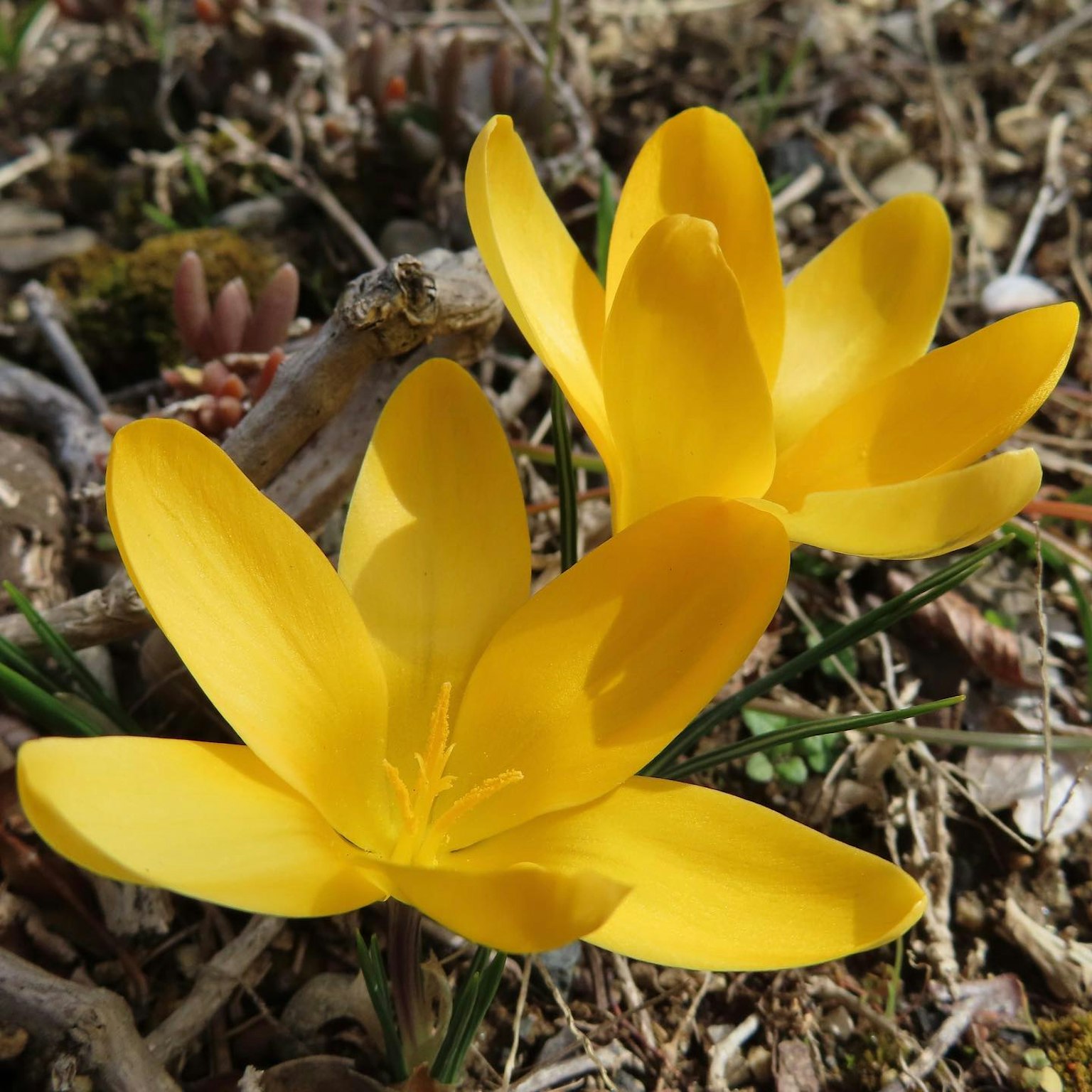 Fiori di croco gialli brillanti che fioriscono sul terreno