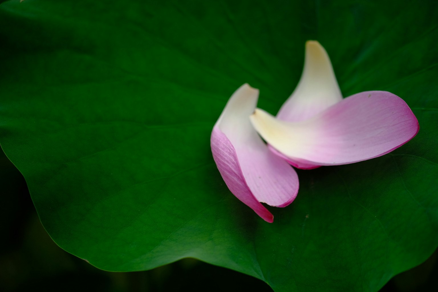 초록 잎 위에 놓인 두 개의 연꽃 꽃잎