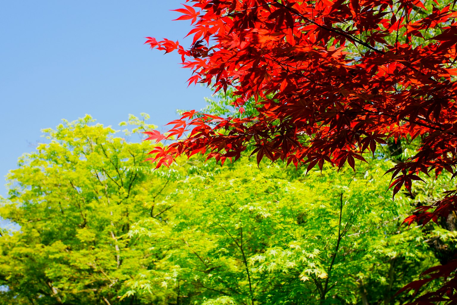 Contrasto tra foglie di acero rosso e alberi verdi sotto un cielo blu