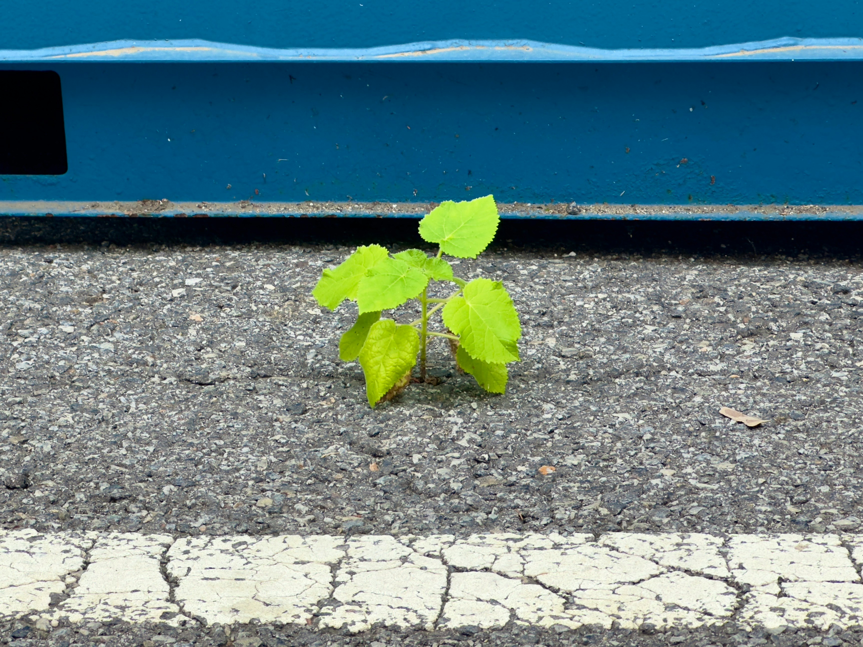 青い背景の下に生える小さな緑の植物