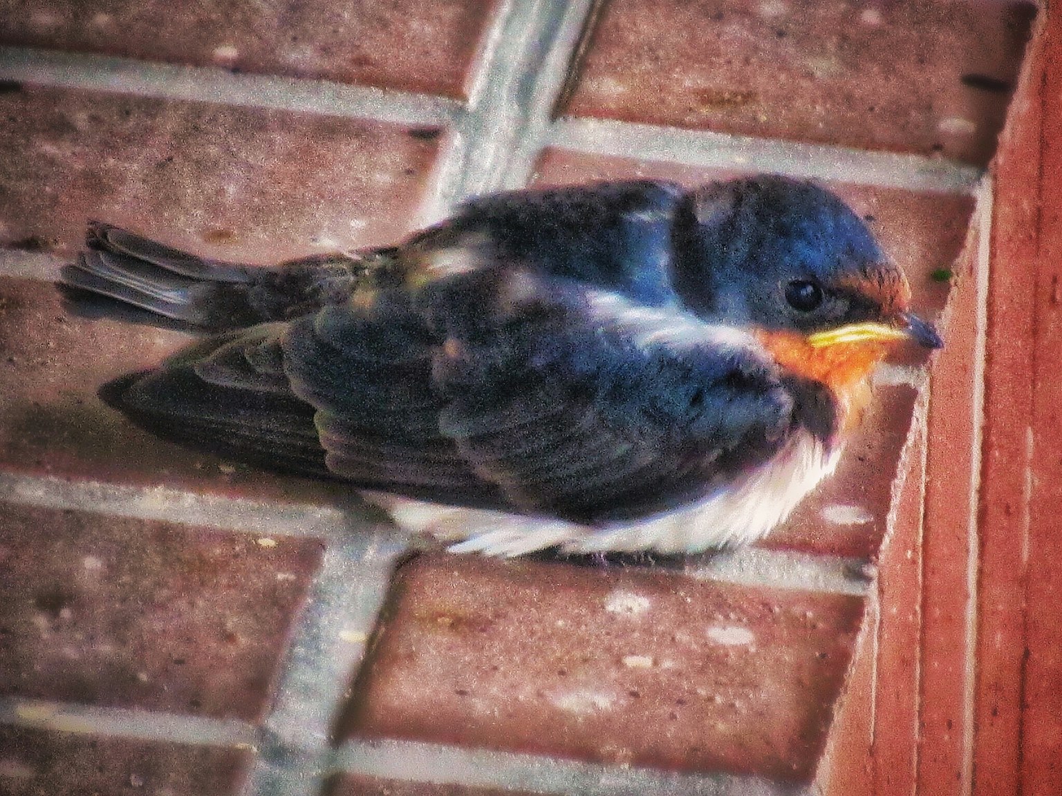 A small bird with blue feathers and an orange beak sitting on a brick surface
