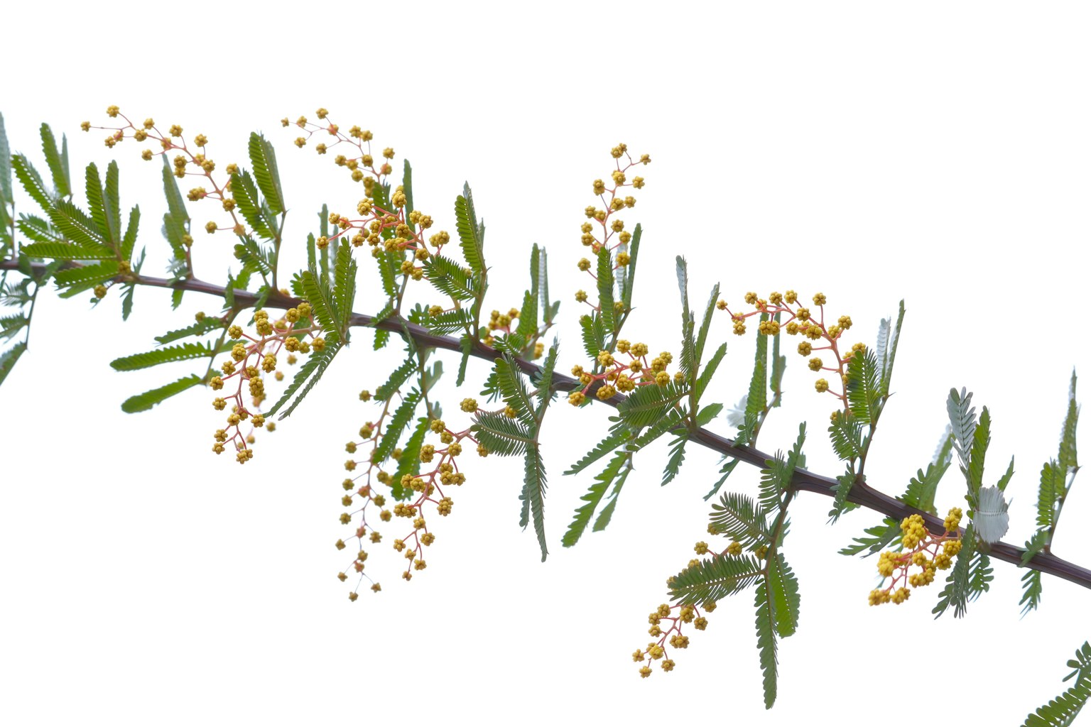 Branch with green leaves and yellow flower buds