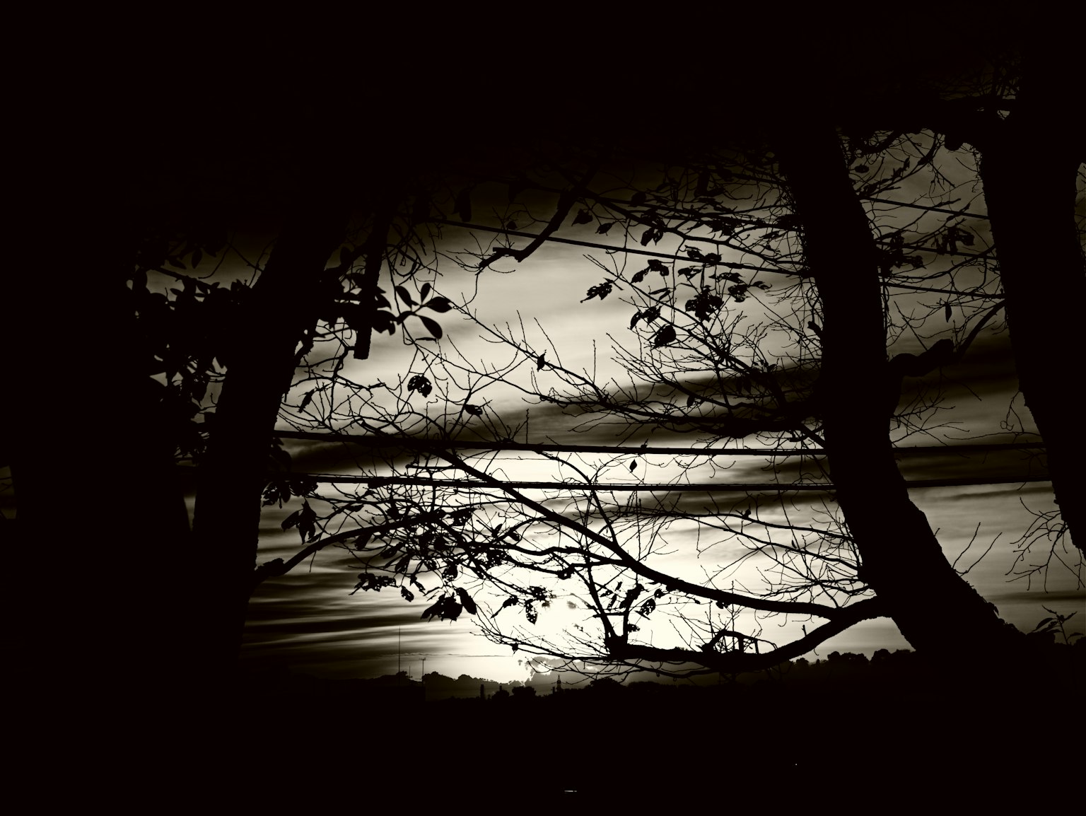 Cây silhouetted trước bầu trời hoàng hôn đơn sắc