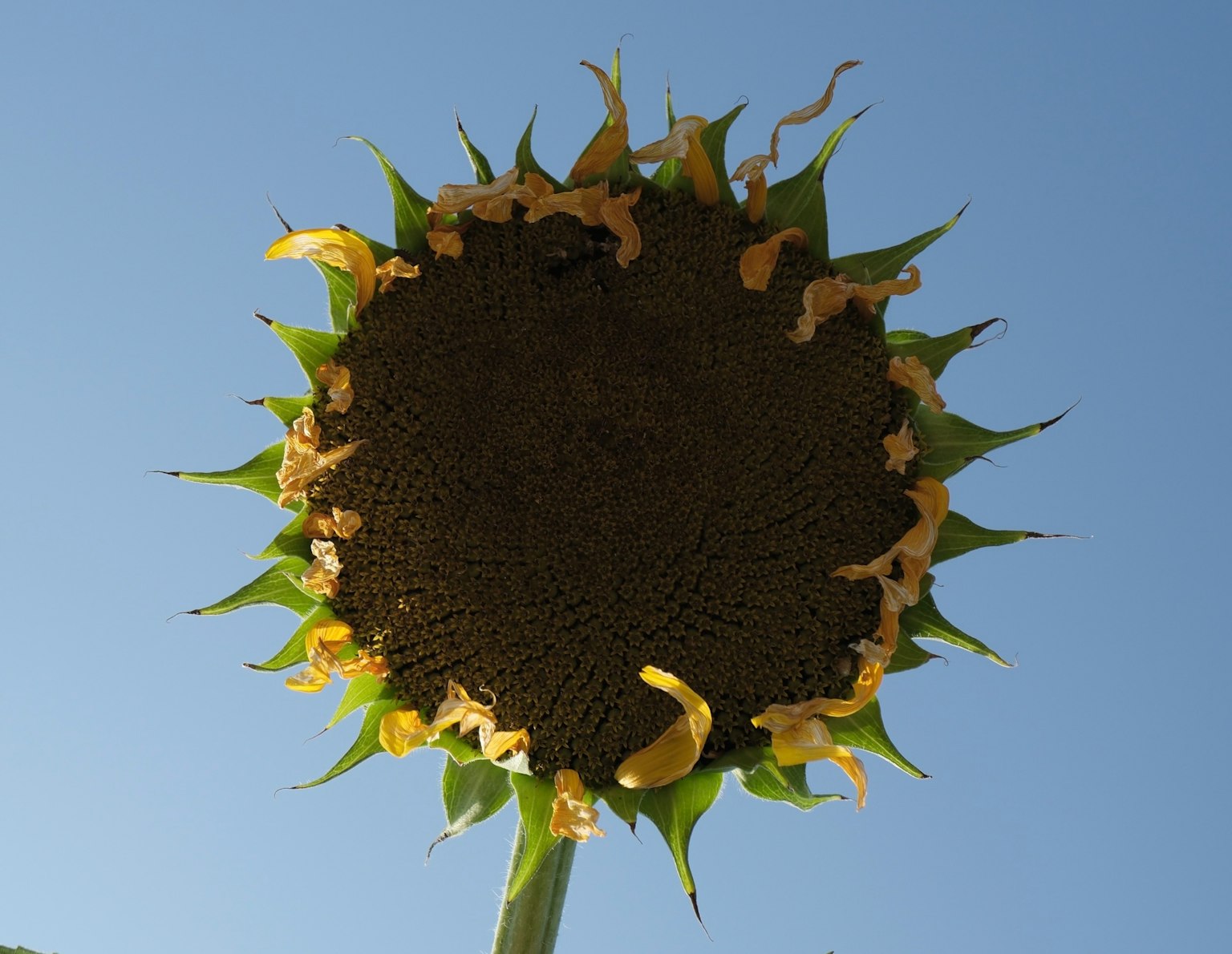 Vista de un girasol desde abajo contra un cielo azul claro