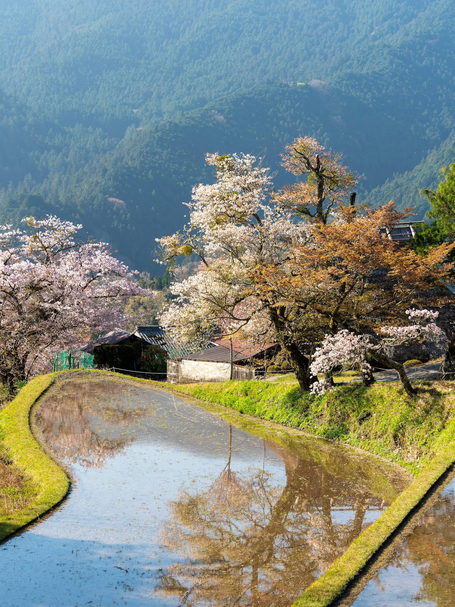 樱花树和稻田的美丽风景，背景是山脉