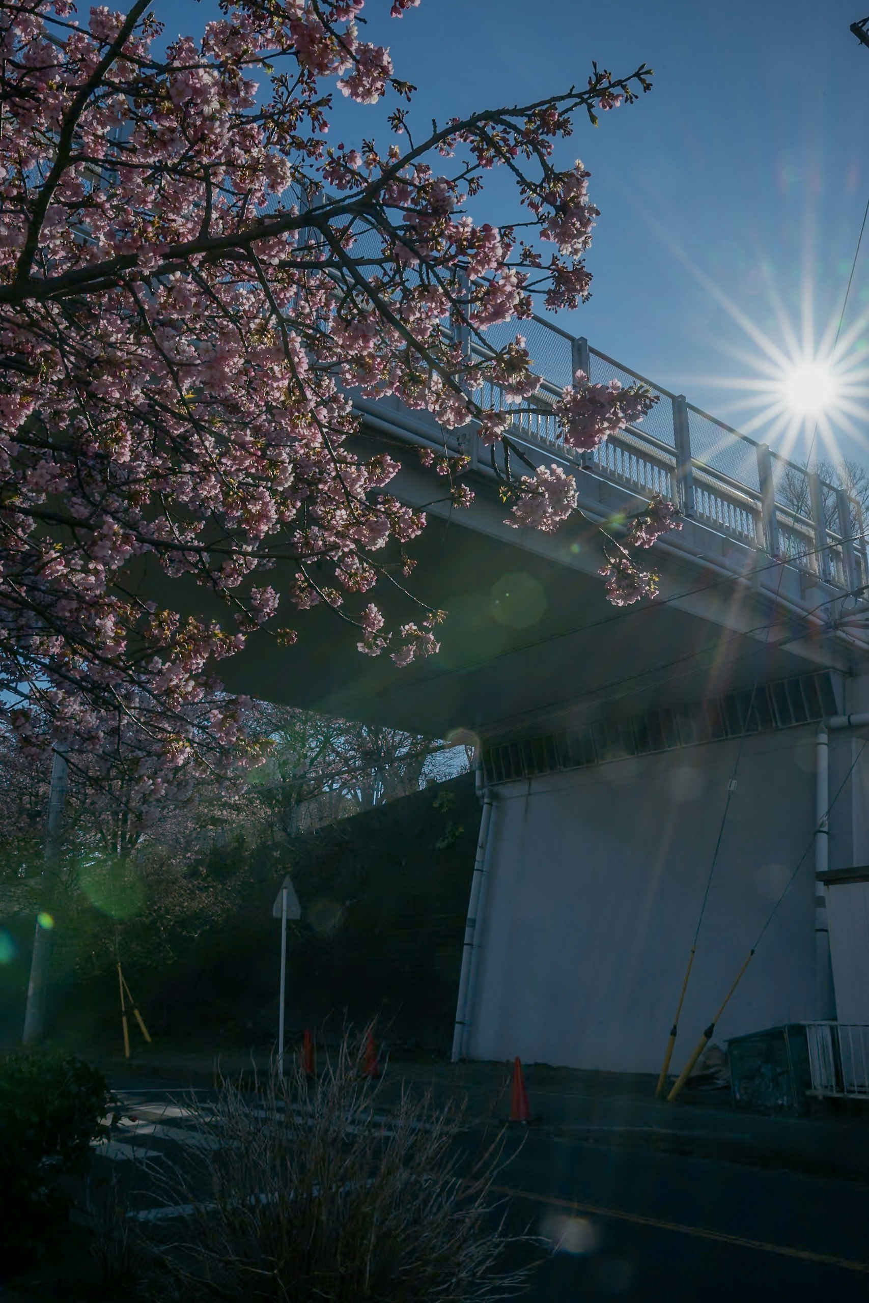 桜の枝と青空に差す夕方の強い日差しのある高架の風景