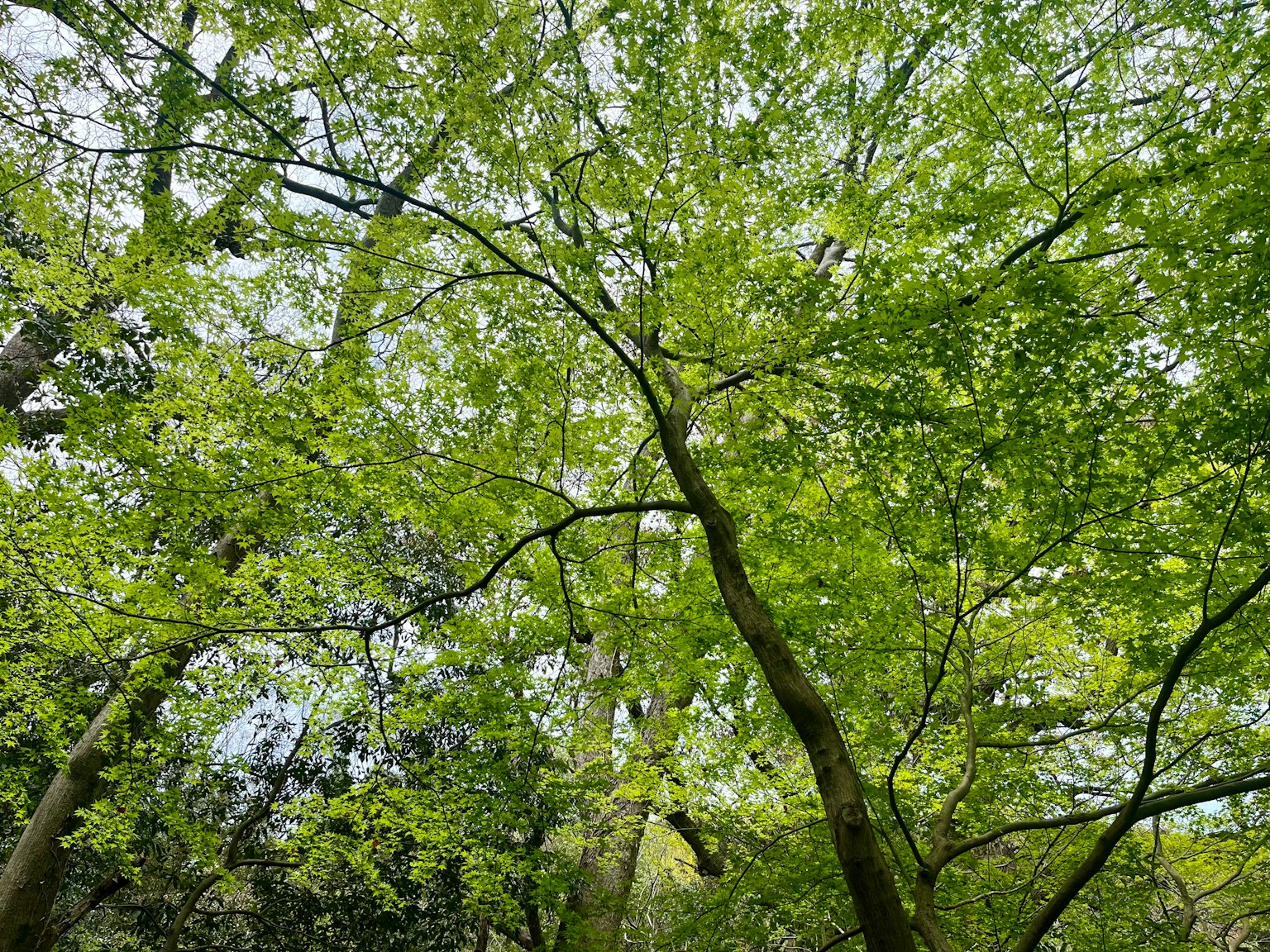 Vista hacia arriba de grandes árboles con hojas verdes