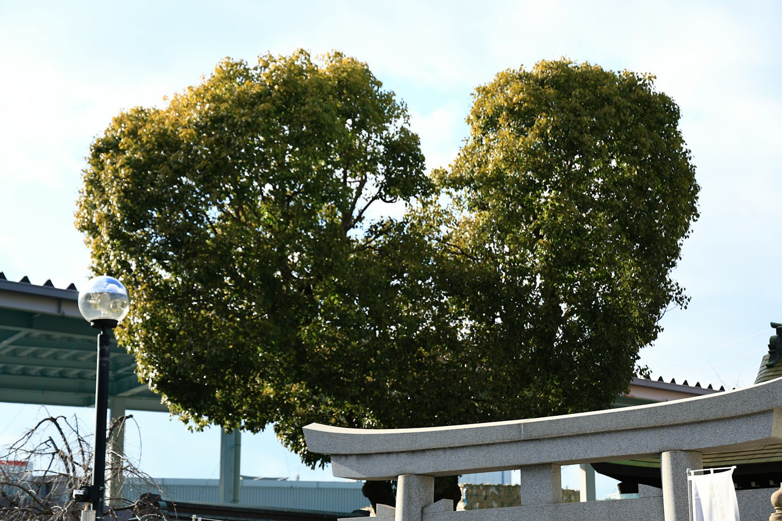 Herzförmiger Baum mit einem Torii