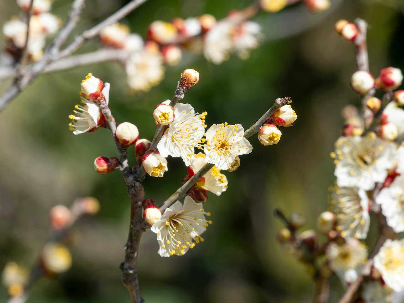 Primo piano di un ramo con fiori bianchi e gemme