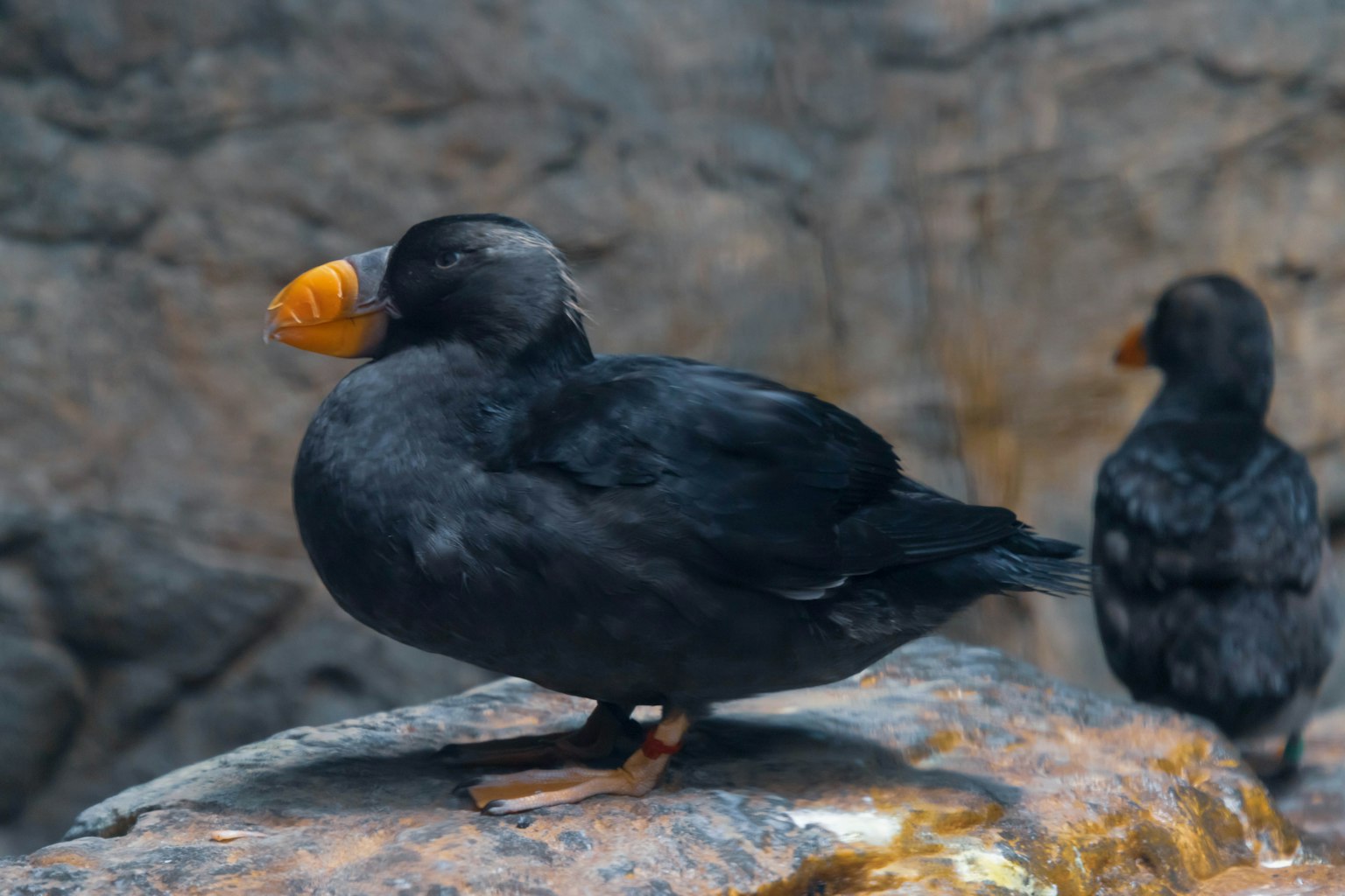 Ein schwarzes Feder-Vogel sitzt auf einem Felsen