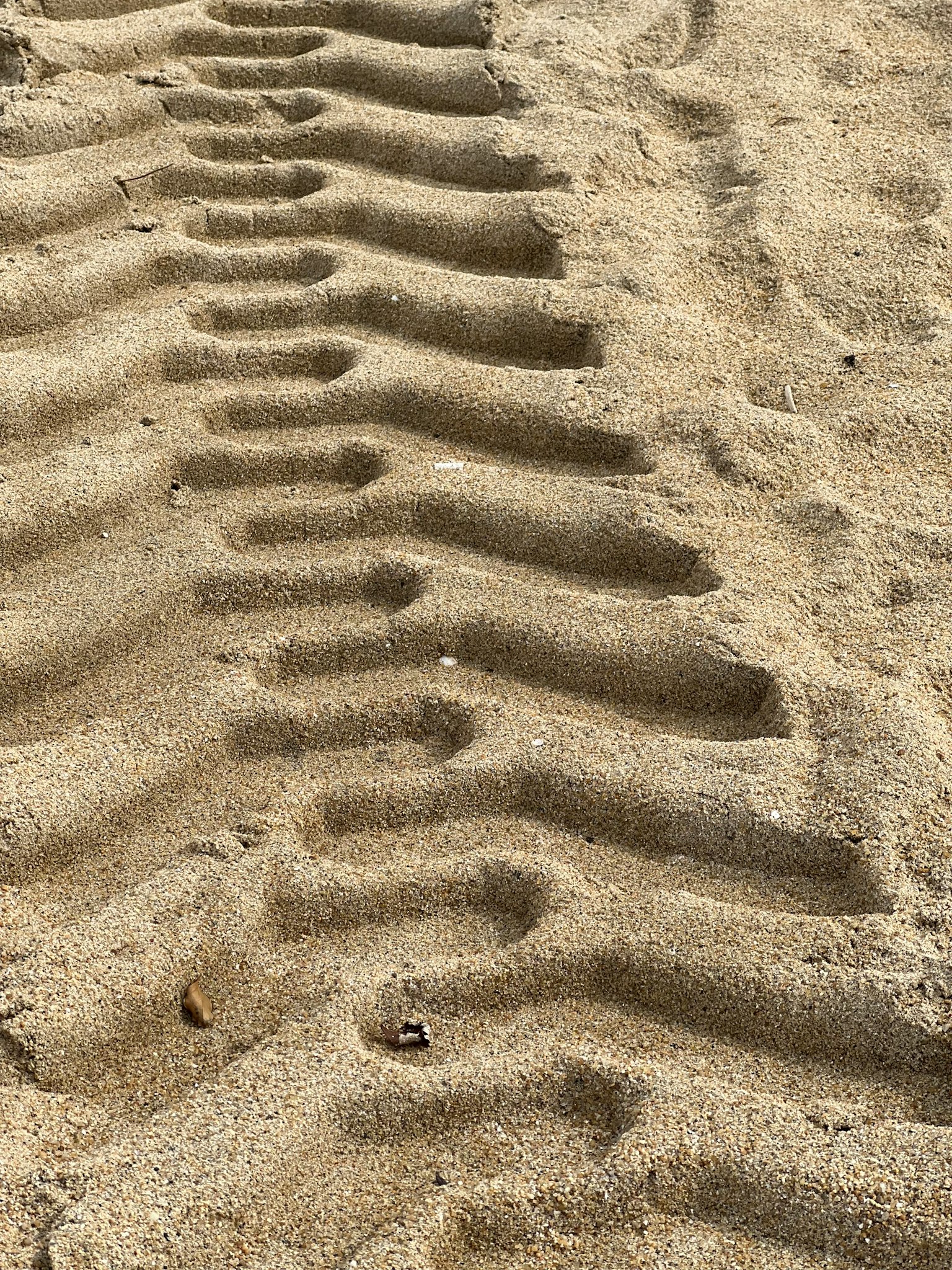 Tire tracks on a sandy beach