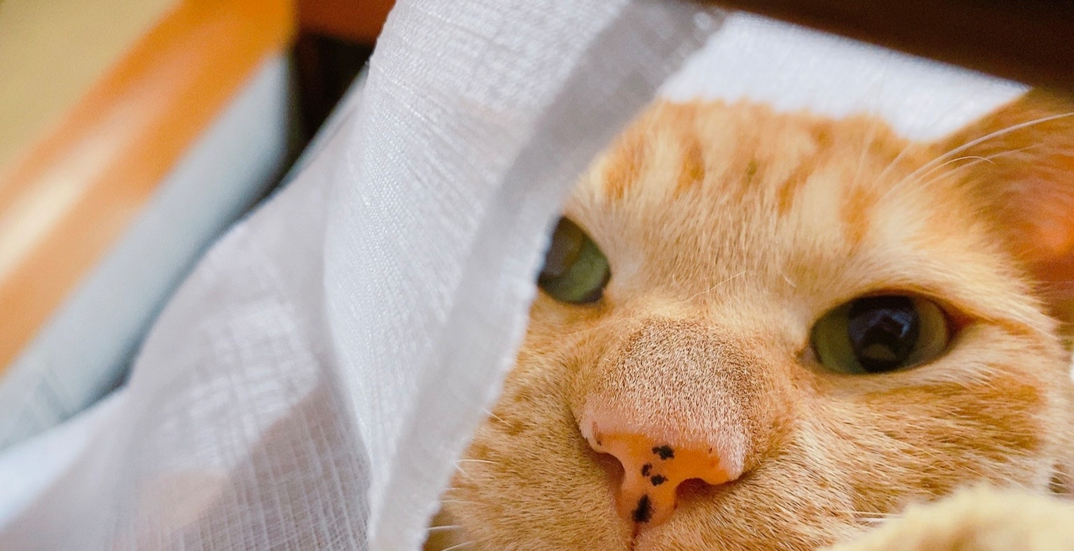 Un gatto arancione che sbircia sotto un panno bianco