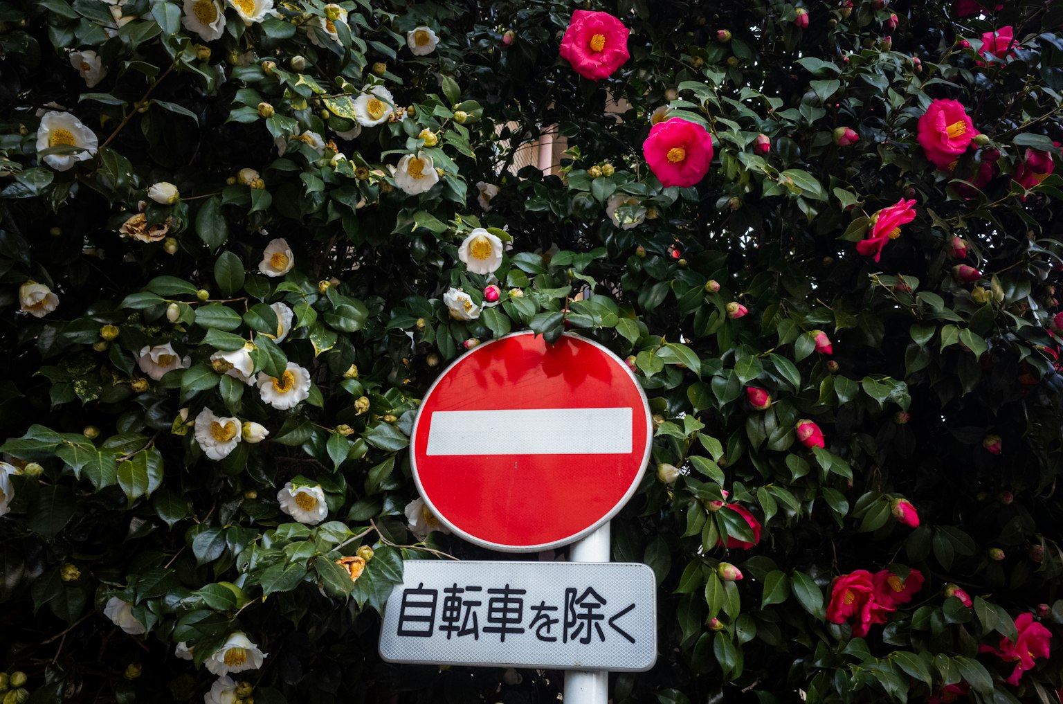 红色禁入标志与背景中的五彩花卉