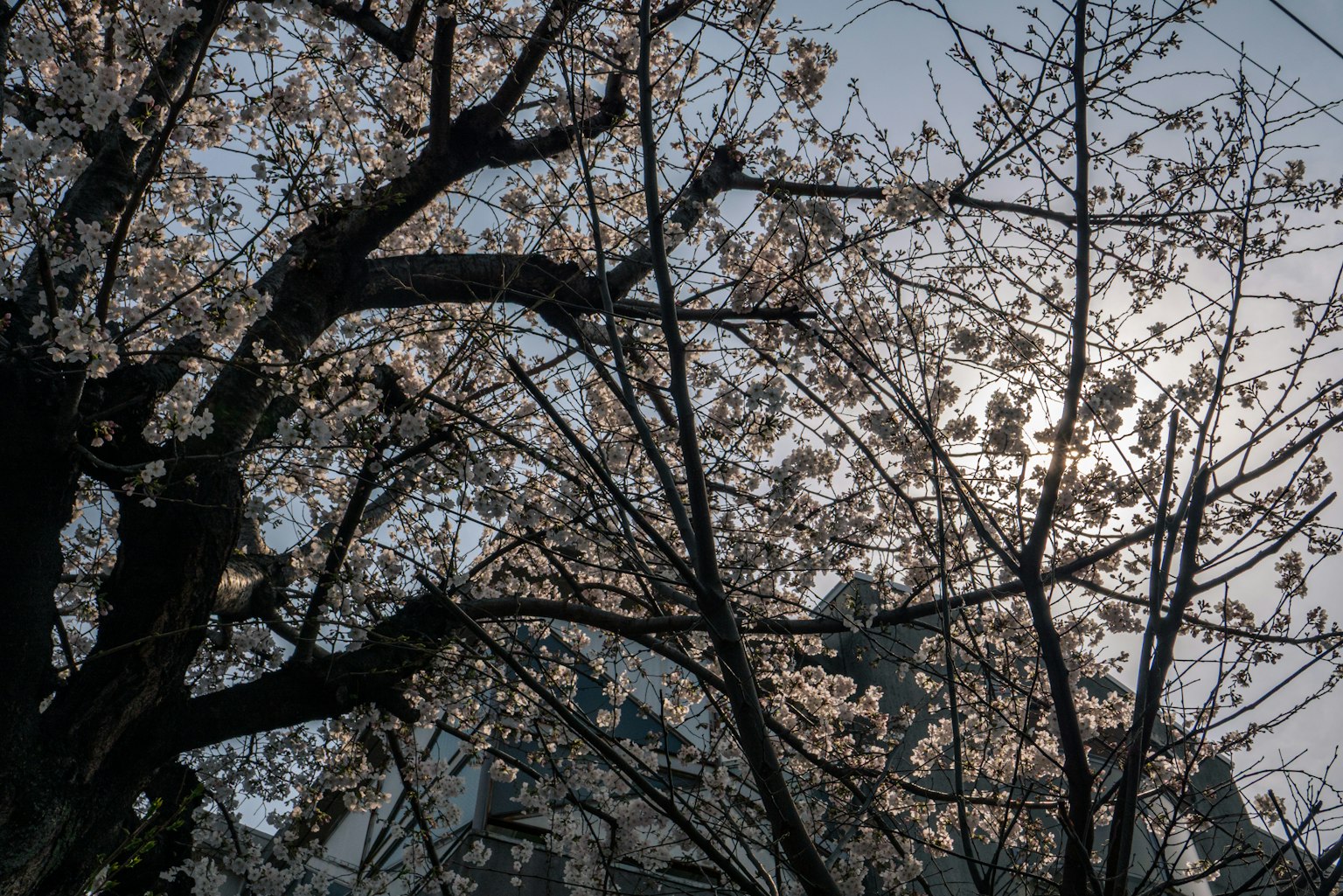 벚꽃 나무의 실루엣과 밝은 배경