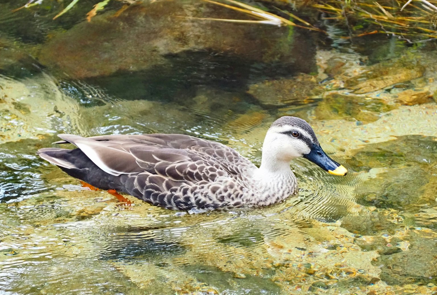Un pato buscando comida en un arroyo claro