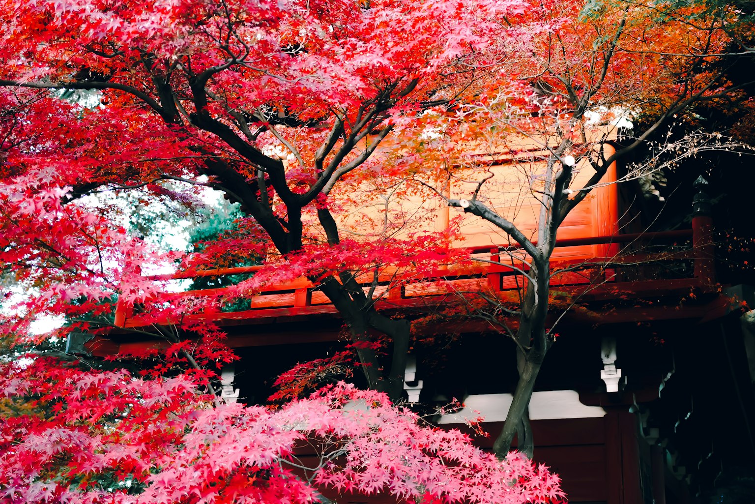 ทิวทัศน์ที่สวยงามมีต้นเมเปิ้ลและอาคารสีแดง