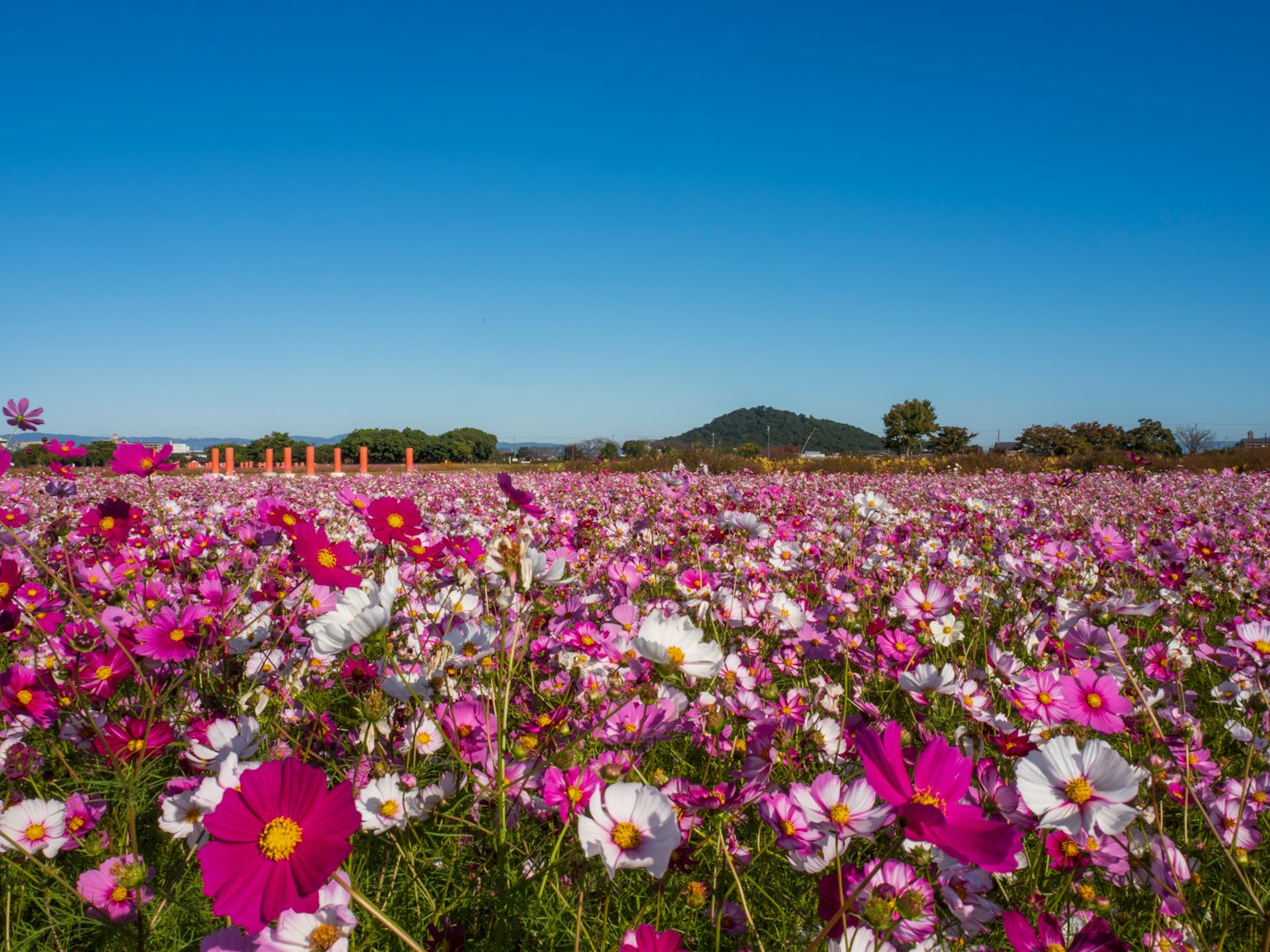 Campo de flores de cosmos coloridas bajo un cielo azul con una montaña a lo lejos