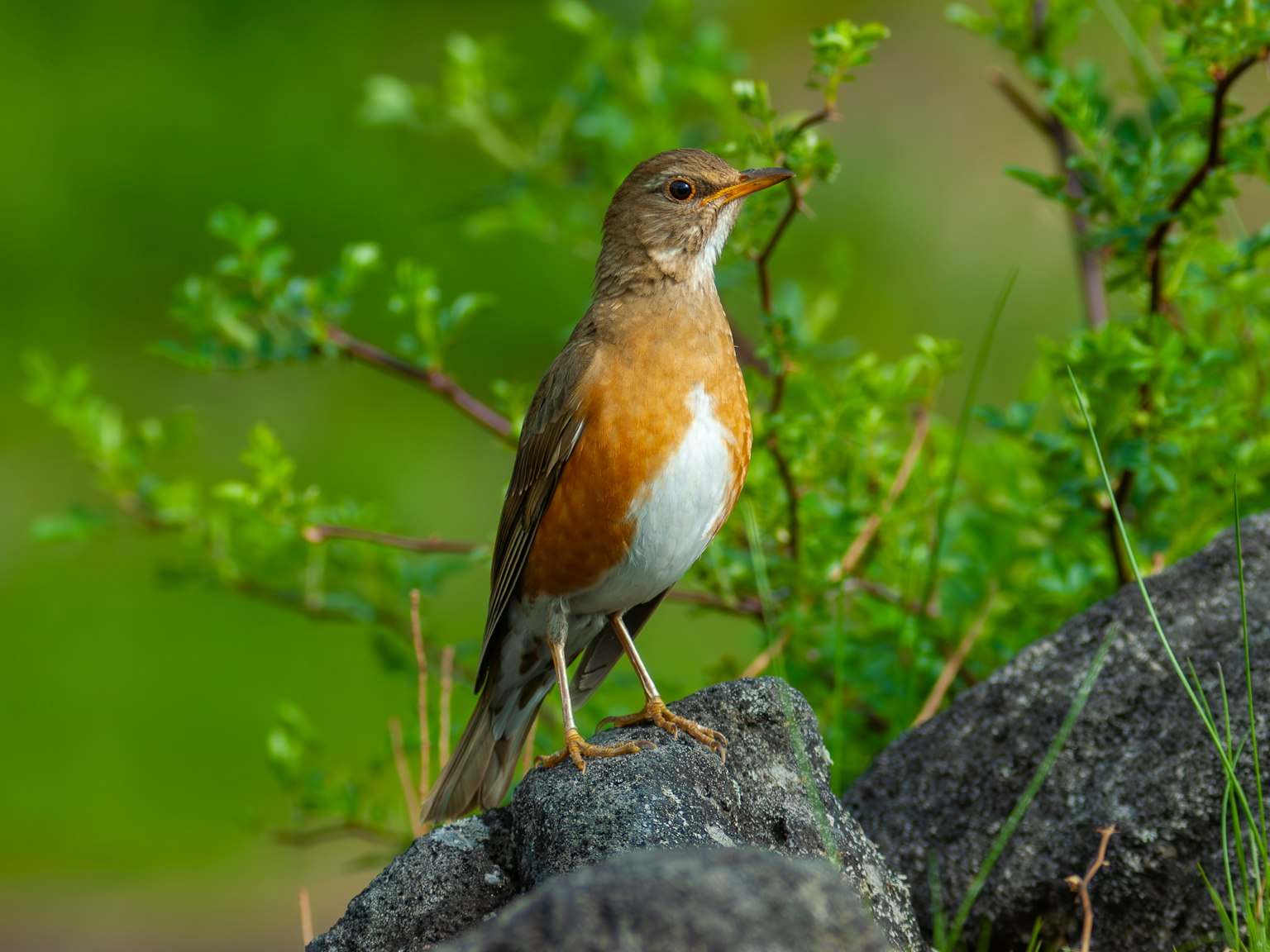 A small brown bird standing on a rock with a vibrant green background