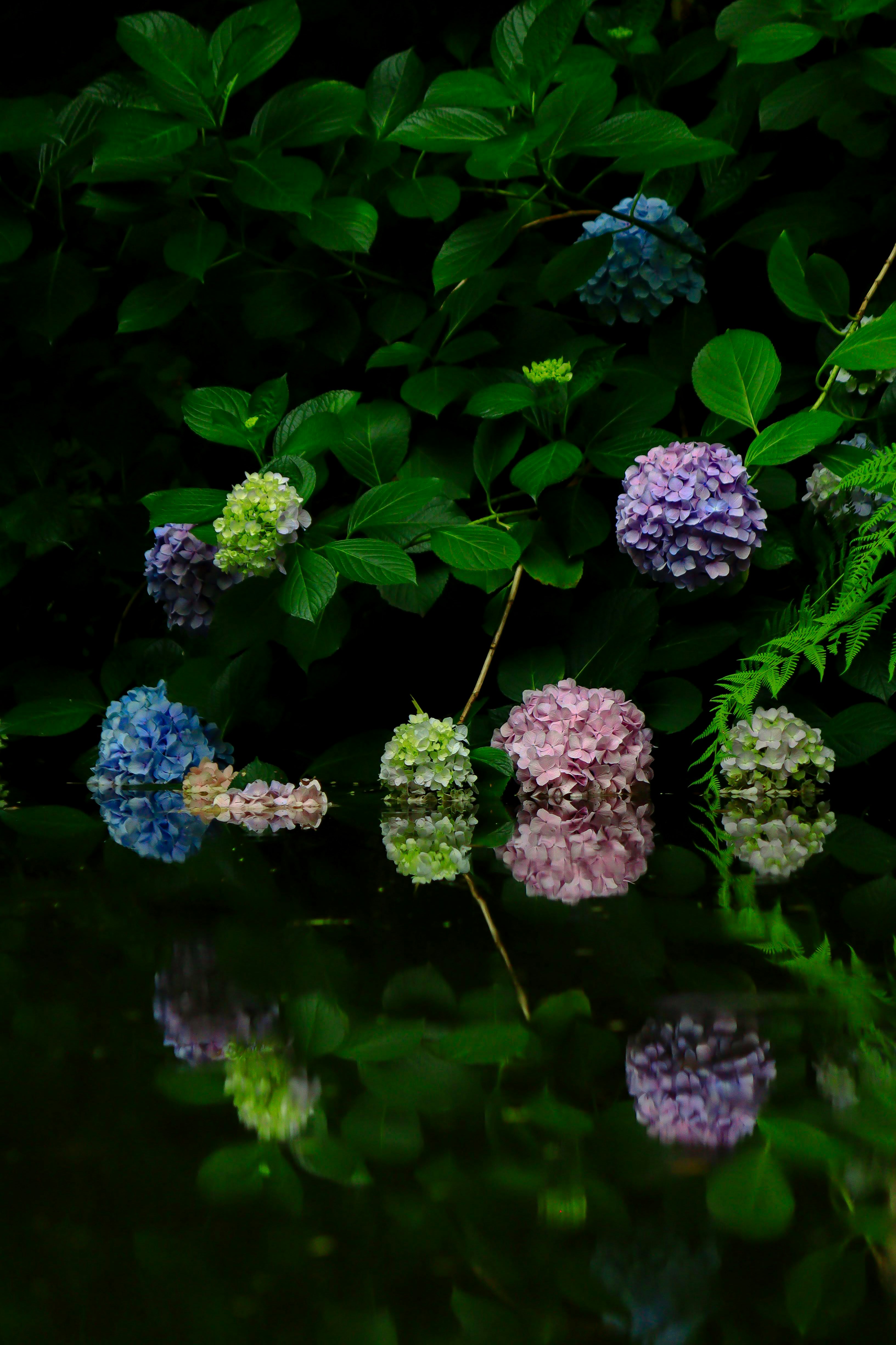 人気の全くない小さな紫陽花スポットの色とりどりの花