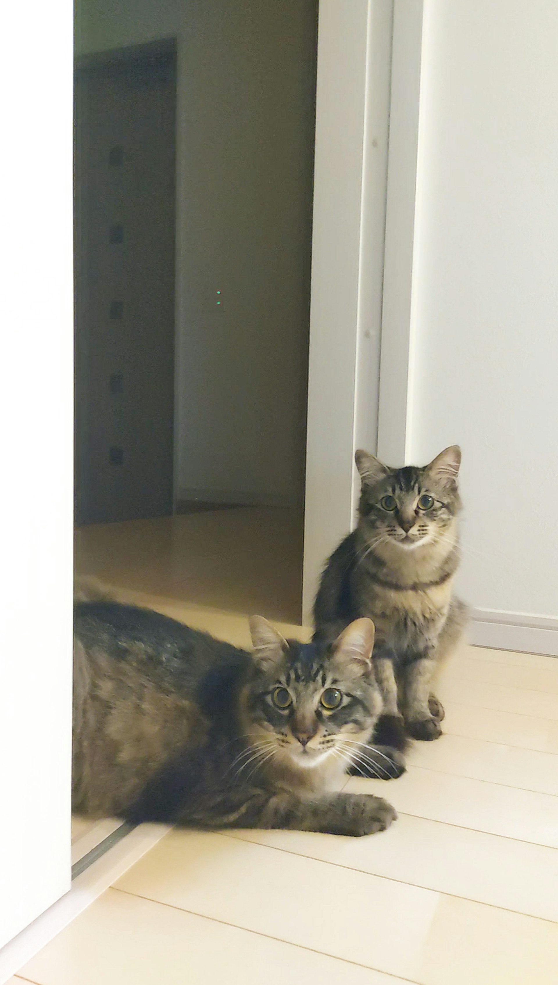窓辺で寄り添う2匹の猫