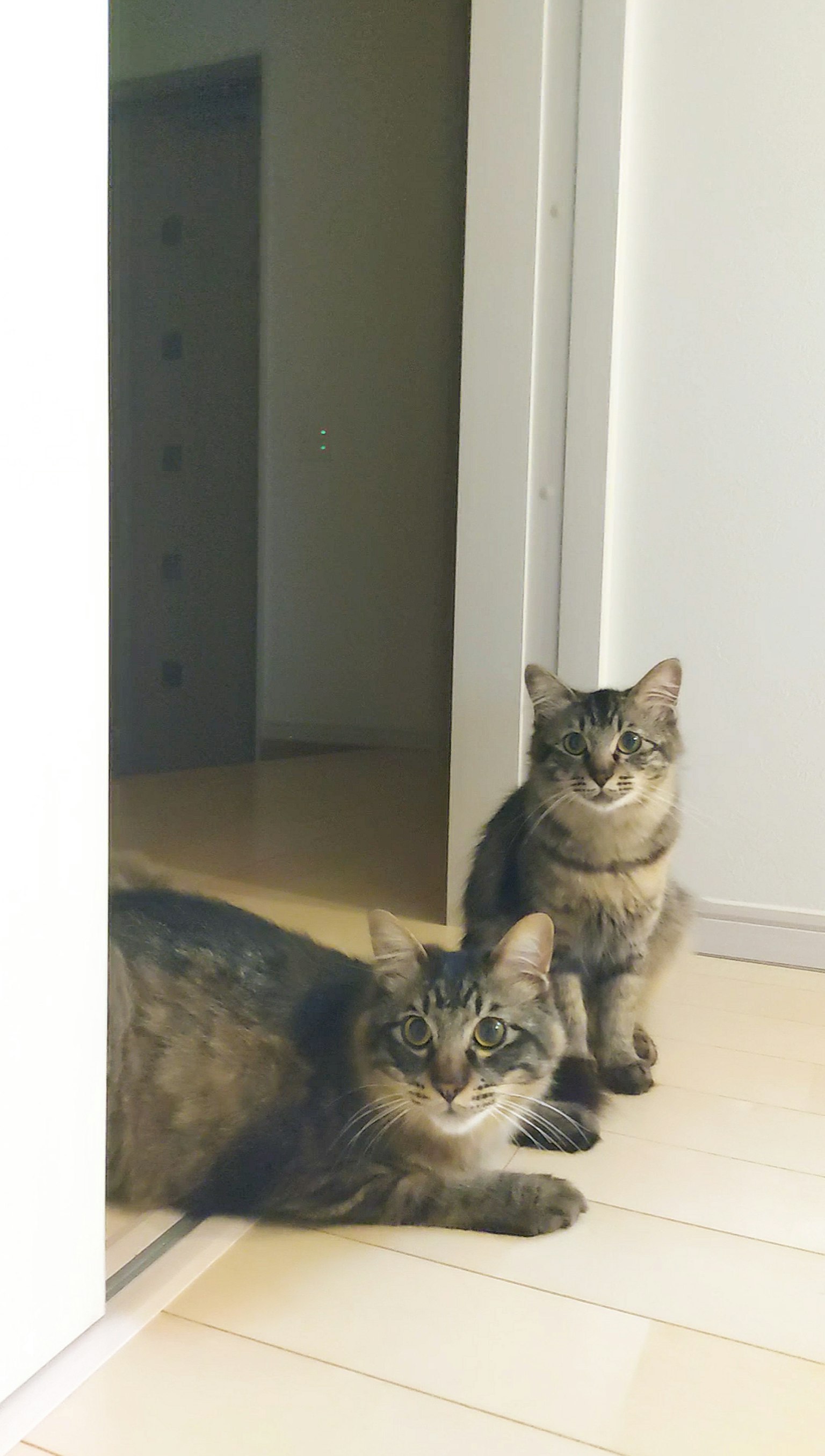 两只猫在门口附近休息