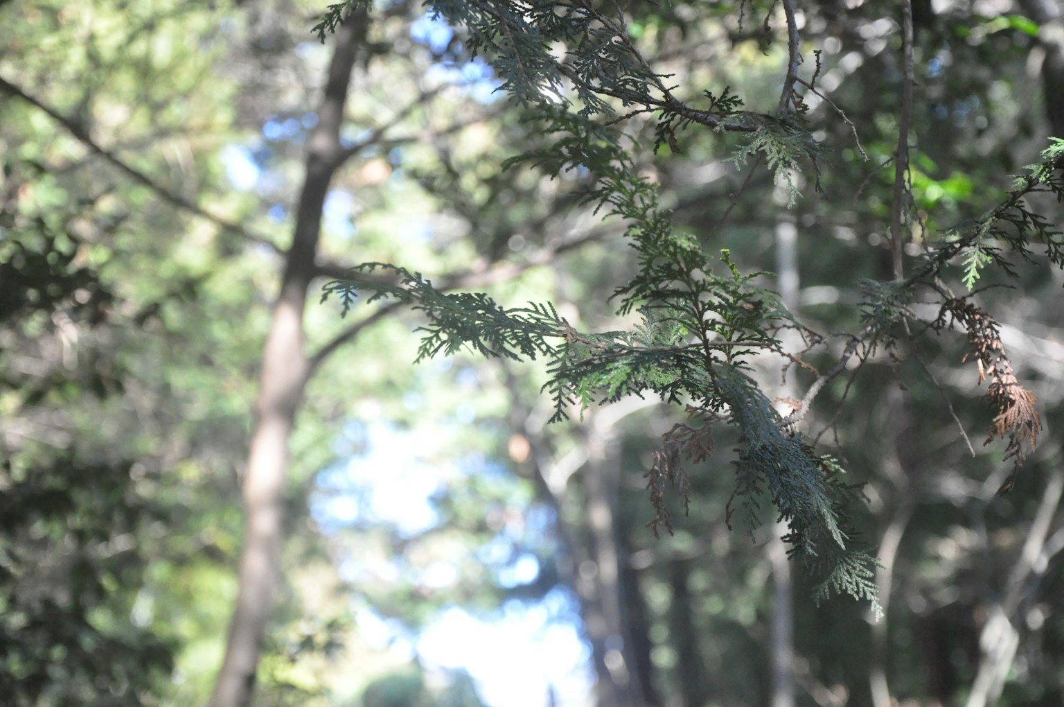 Forest scene with green leaves and trees