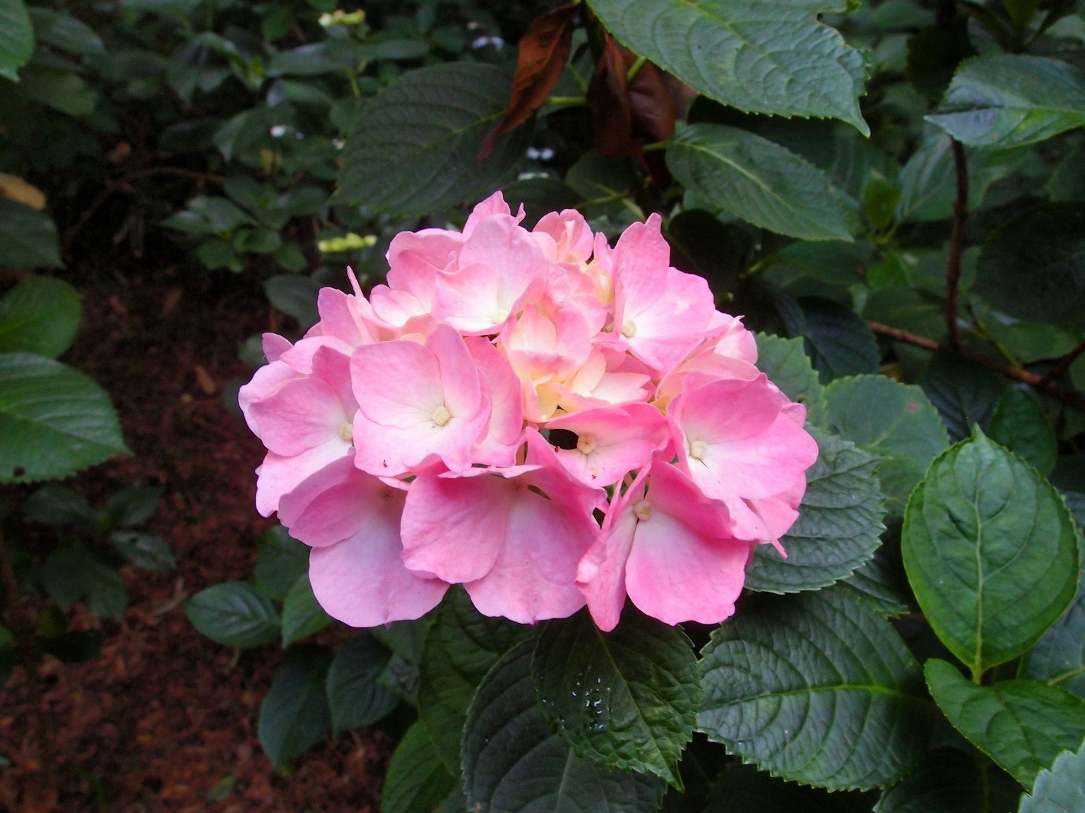 Nahaufnahme einer Pflanze mit hellrosa Blumen