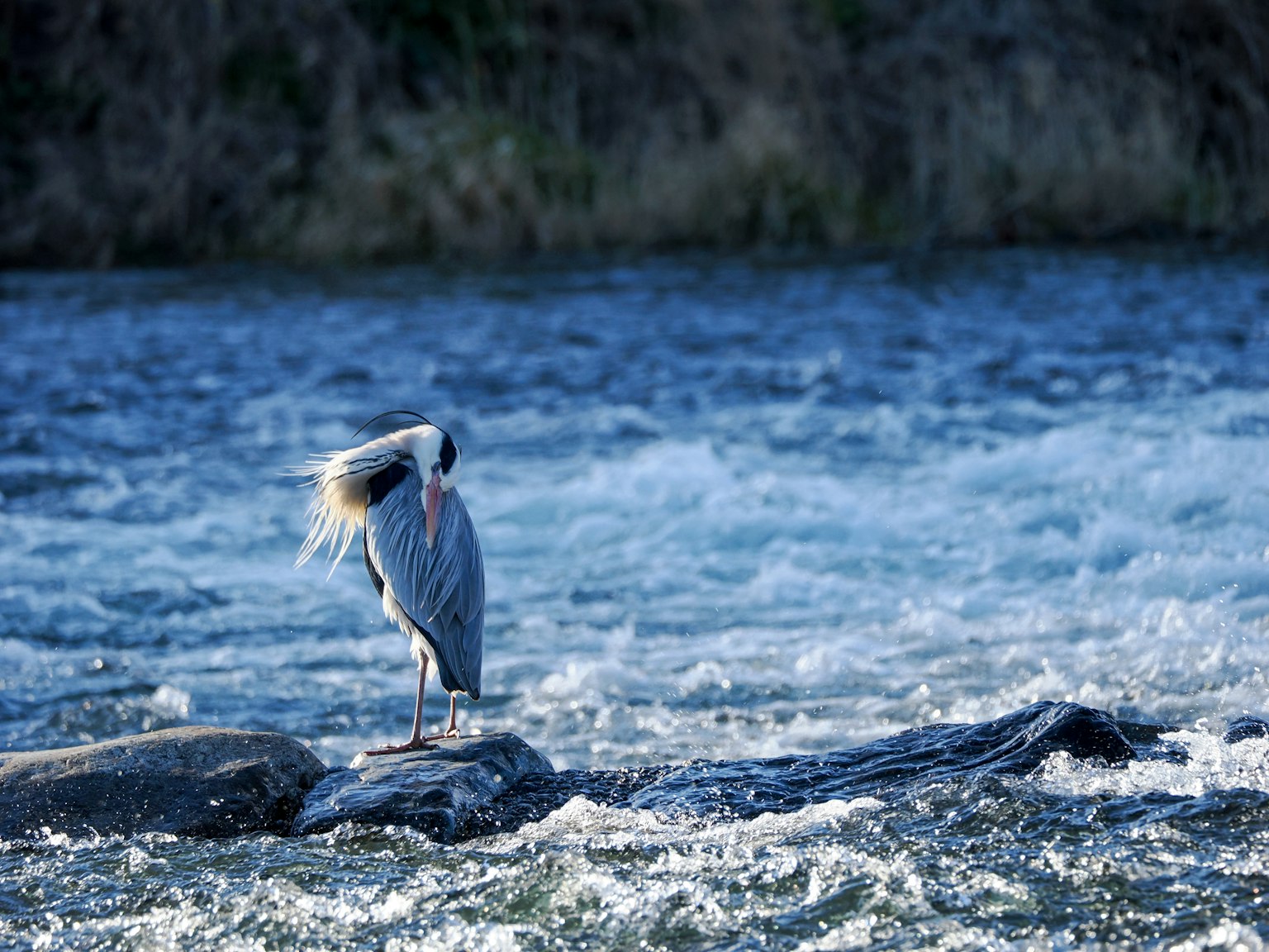 Un uccello in piedi in un fiume blu