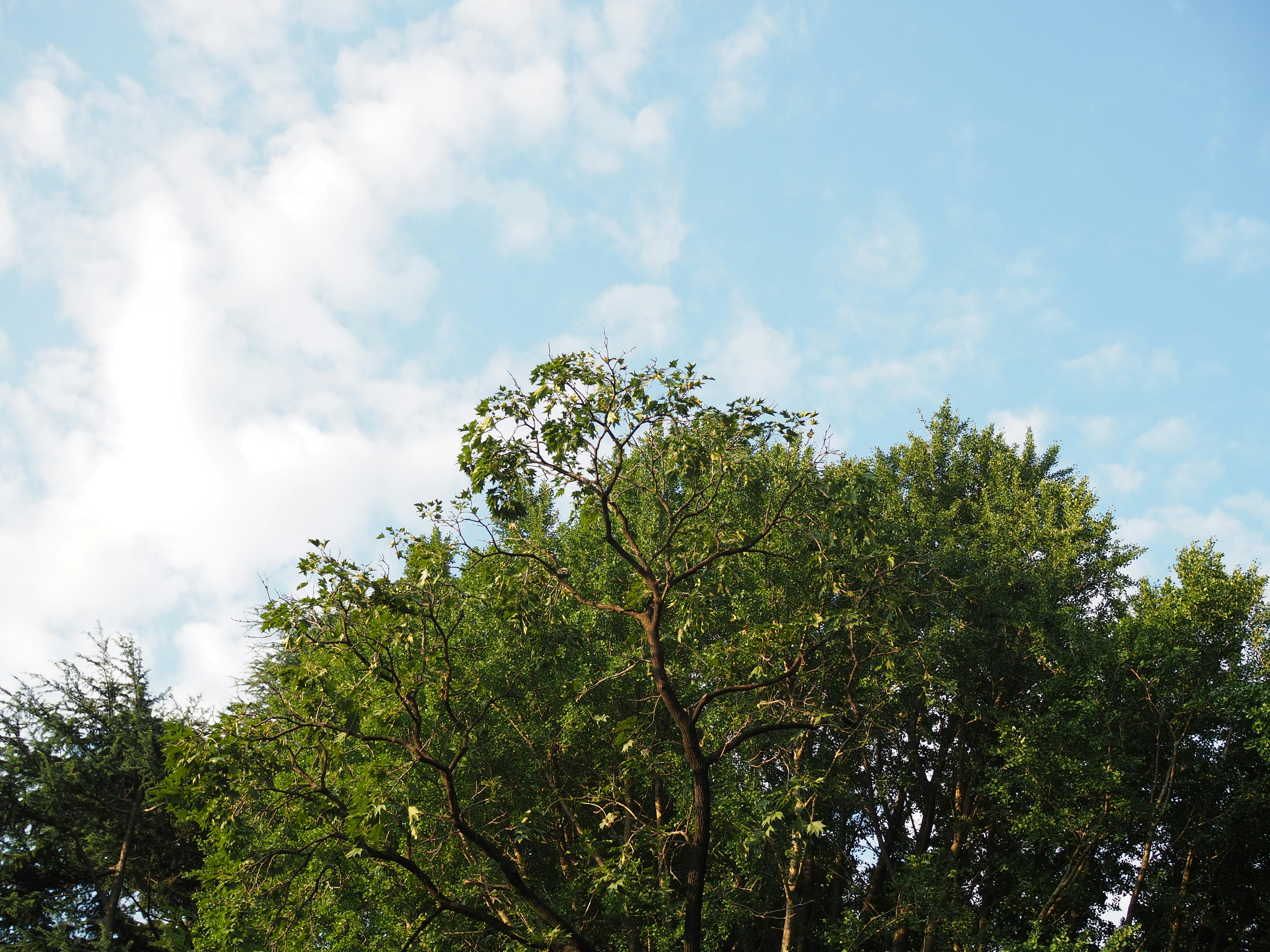 cielo e alberi in un paesaggio naturale all’aperto
