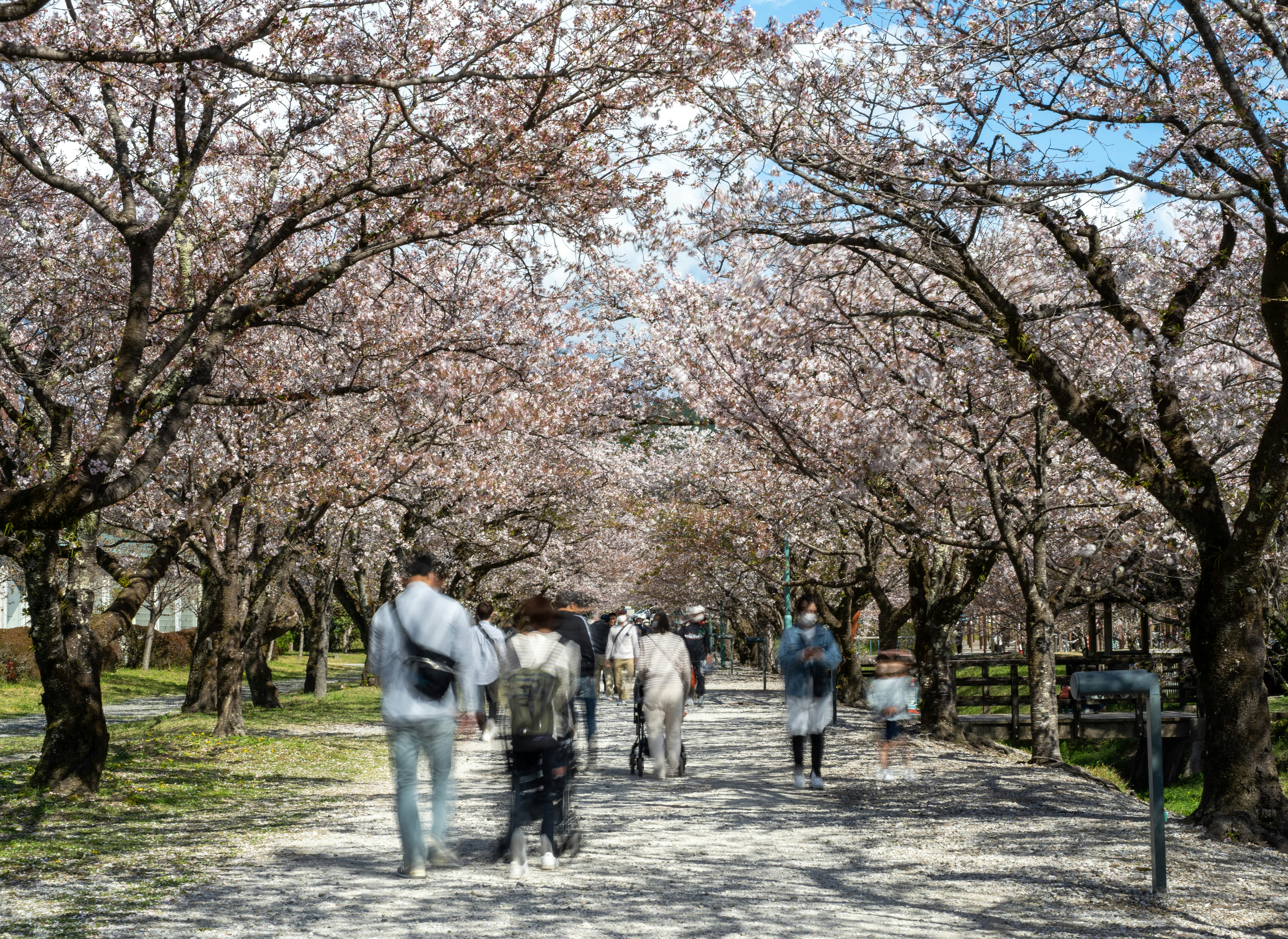 桜並木の遊歩道を歩く人々