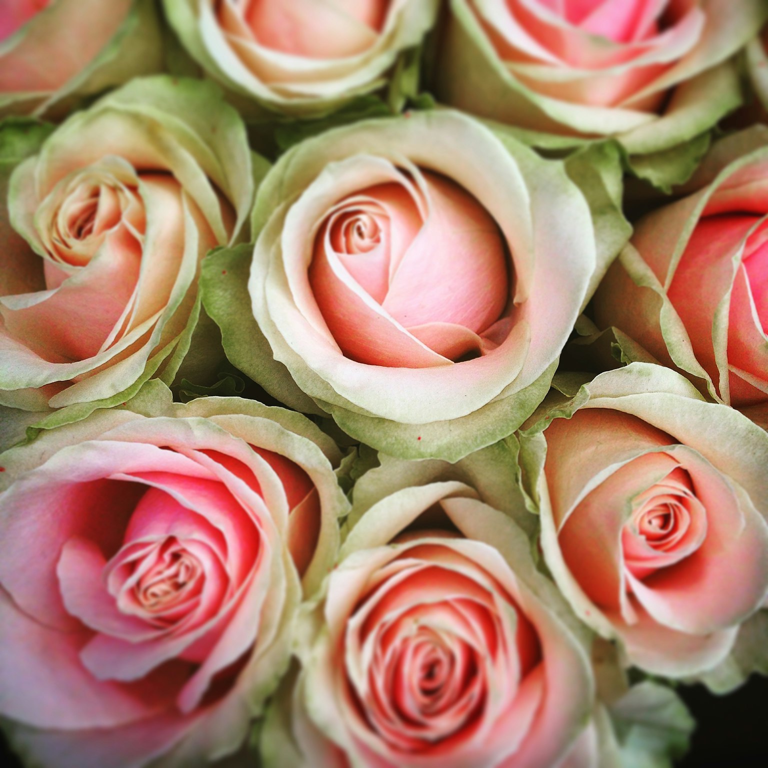 Một cụm hoa hồng màu hồng nhạt đang nở rộ