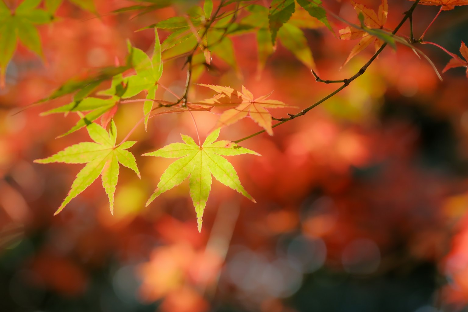 鮮やかな赤と緑のもみじの葉が秋の背景に映える