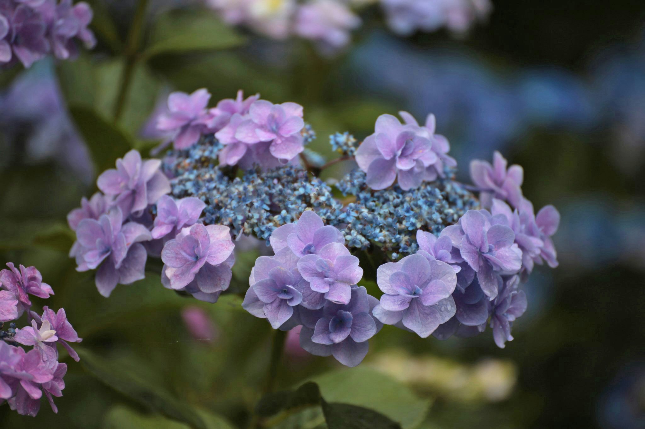 紫のアジサイの花と花房のクローズアップ