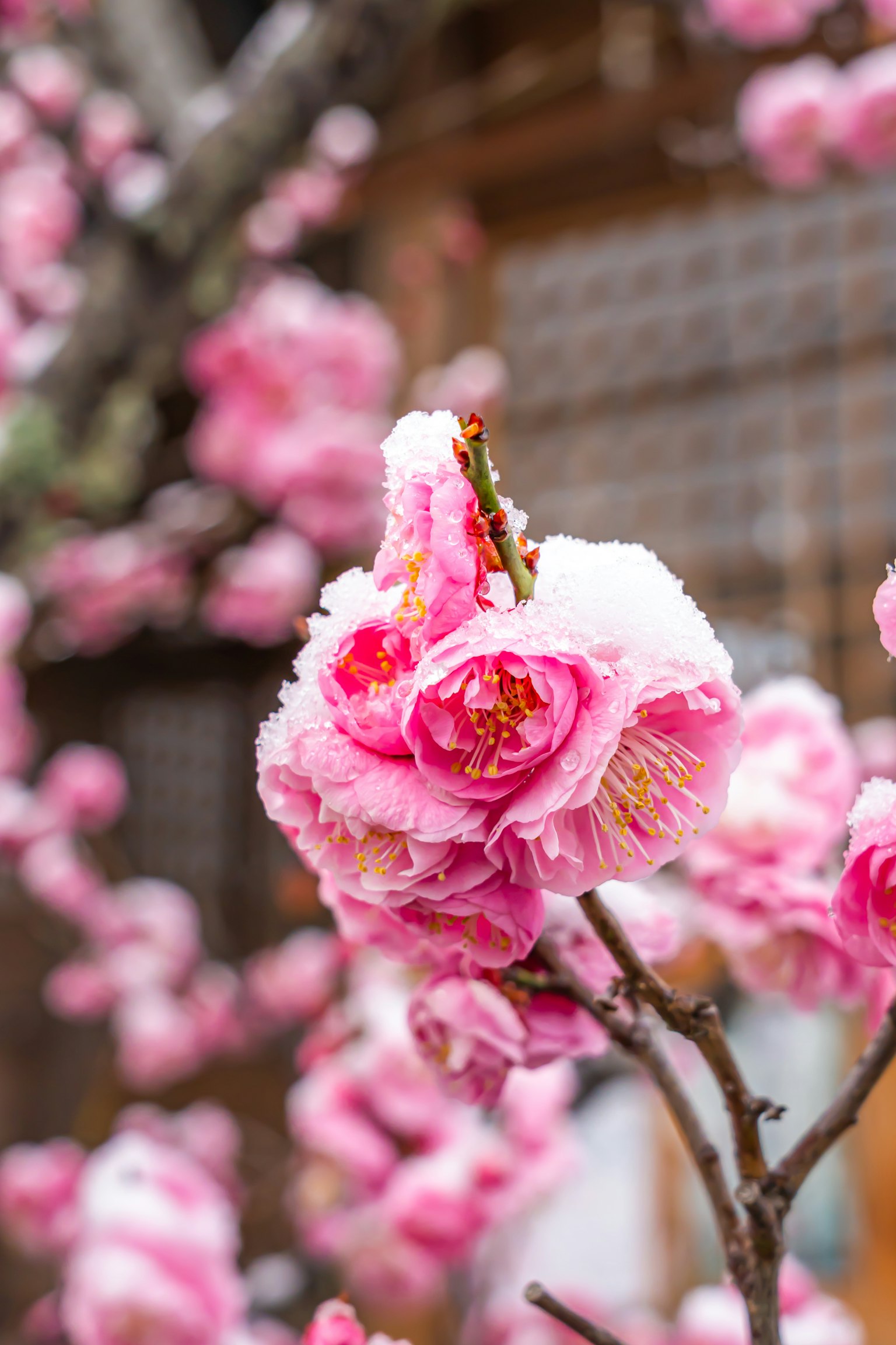 Primo piano di fiori rosa coperti di neve su un ramo