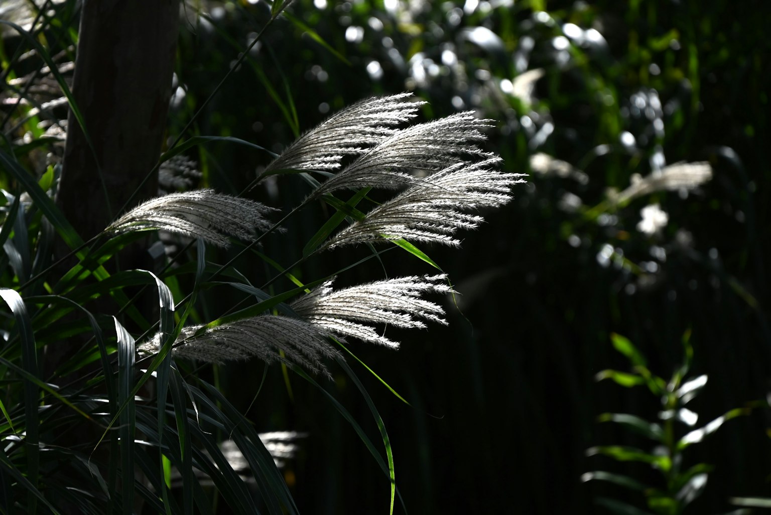 Beautiful contrast of white tufts and green leaves illuminated by light
