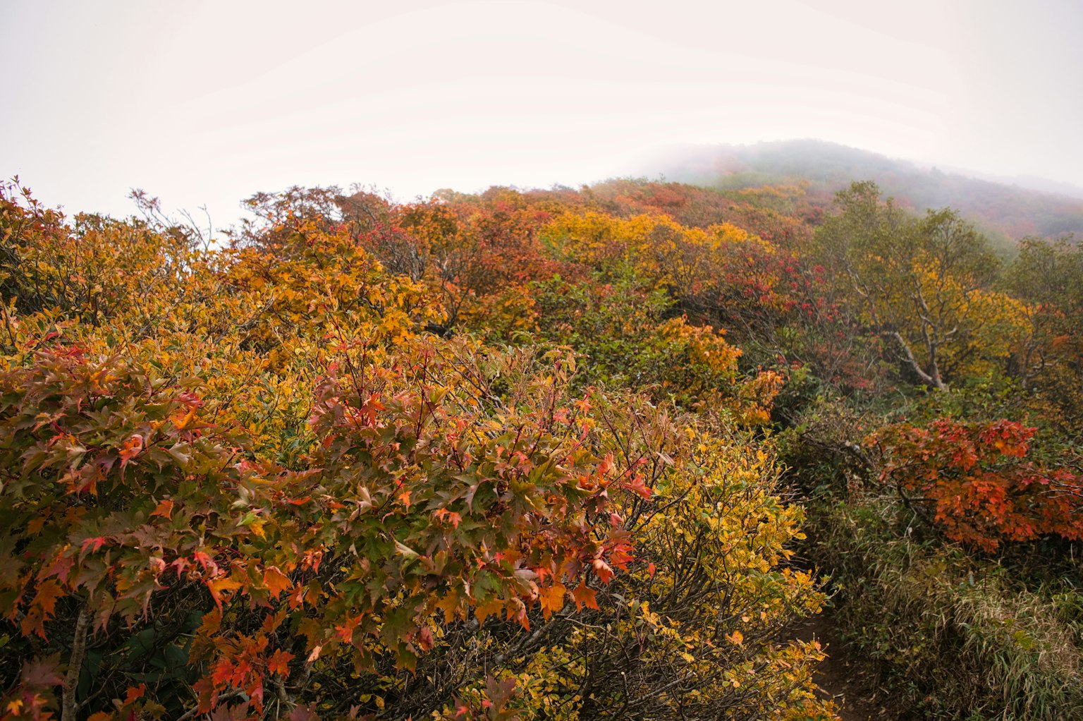 Herbstlaub, das einen nebligen Hügel bedeckt